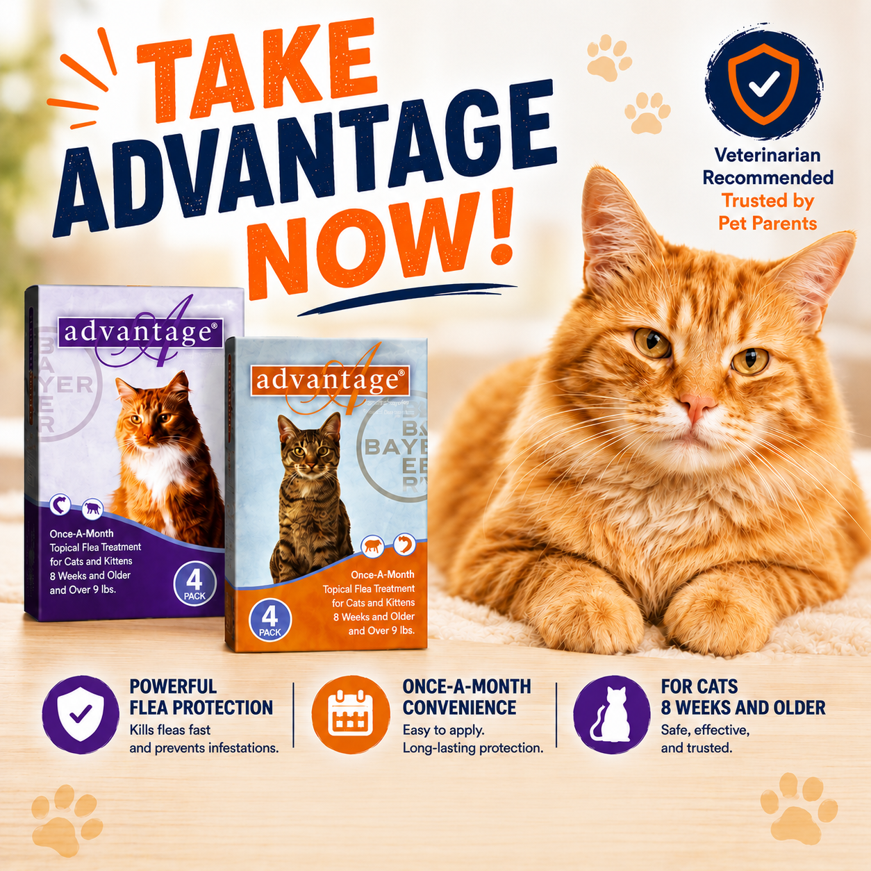 advantage-cat.png