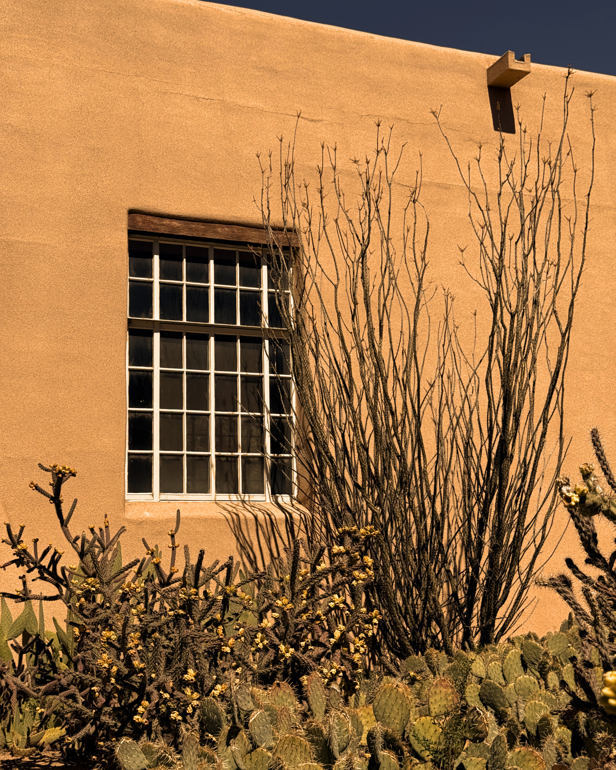 Close-up of a desert landscape with various cactus plants in front of a beige stucco building wall and window, under a dark sky.