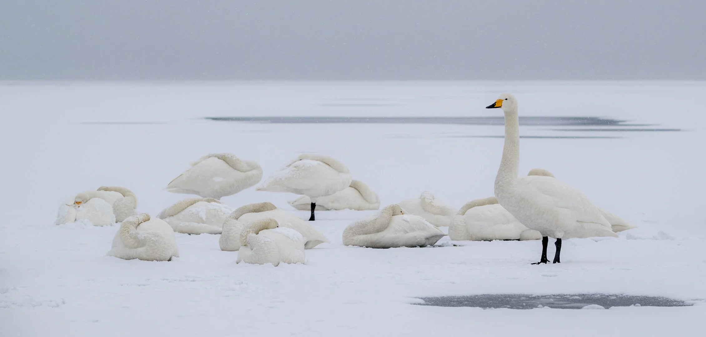 Whooper Swans on frozen lake Hokkaido.JPG