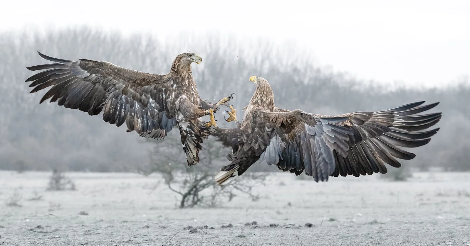 Adult and Juvenille White Tailed Eagle.JPG