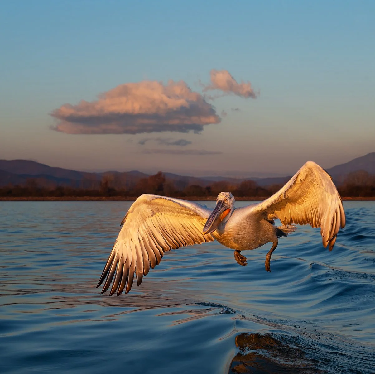 Dalmatian Pelican at sunrise.JPG