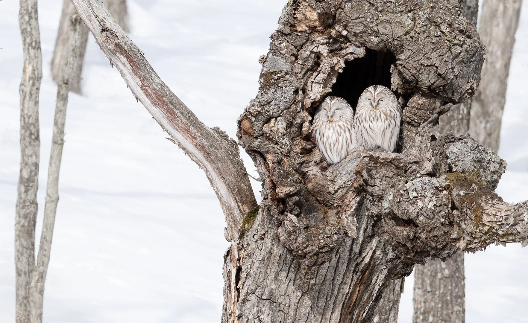 Two owls in hole in tree Hokkaido.JPG