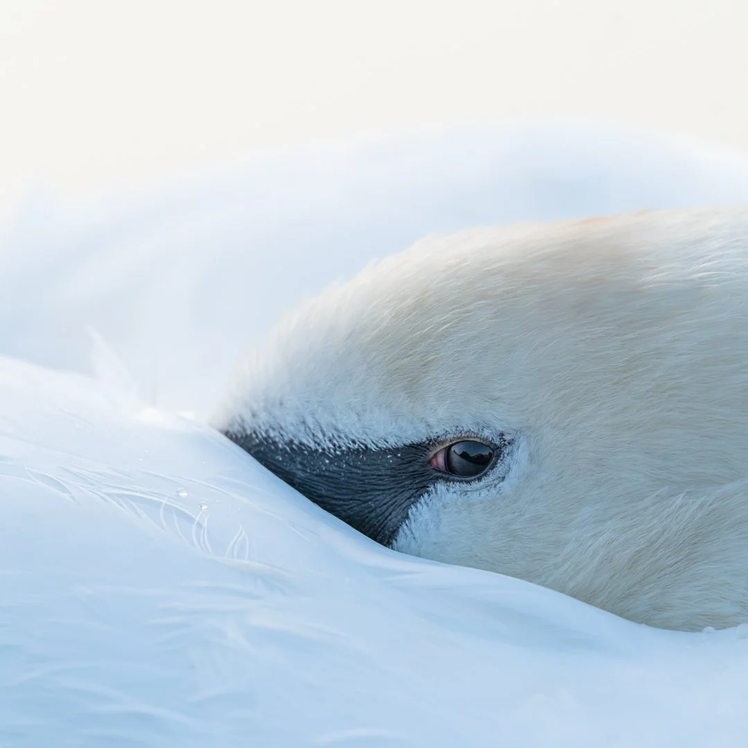Rufford birds 2020-nik.JPG