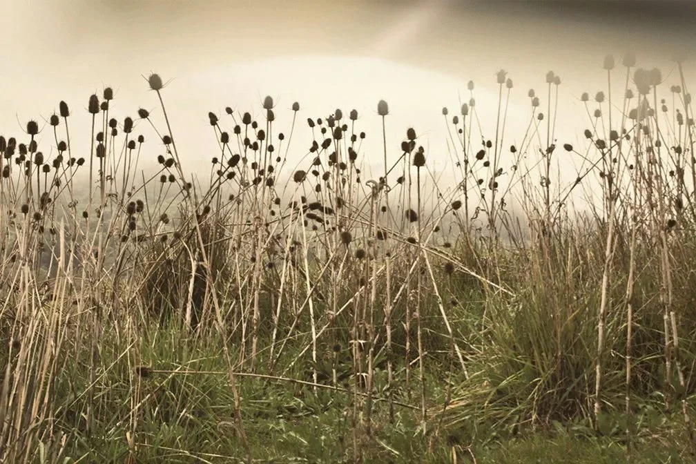 tall+grass.jpg