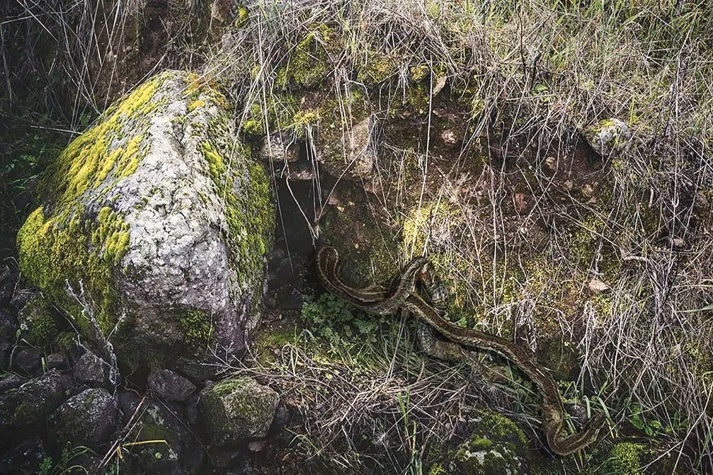 snake+pit.jpg