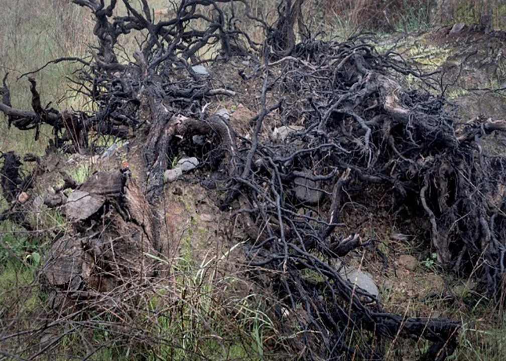 nest.1.jpg