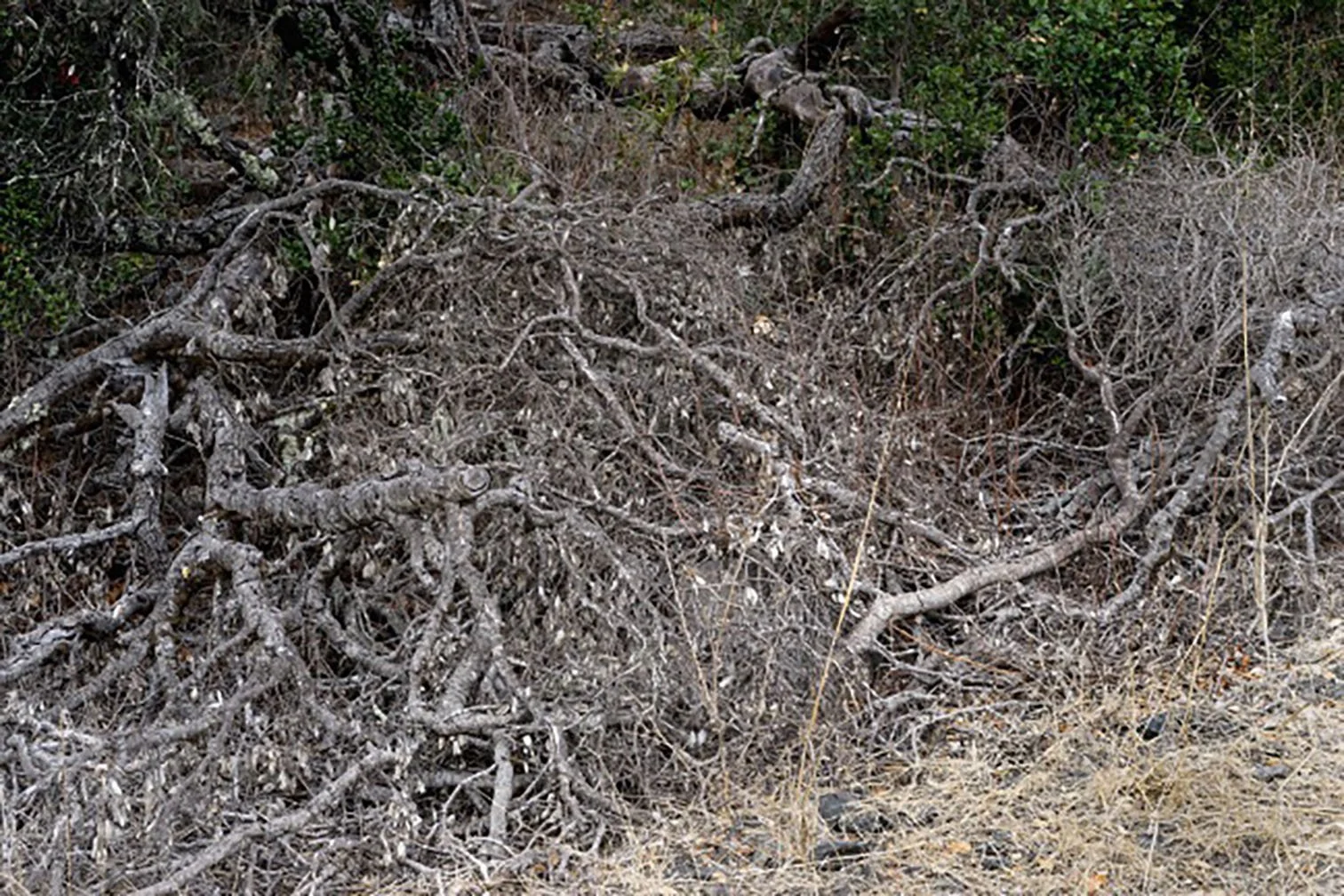 branch pile.1.jpg