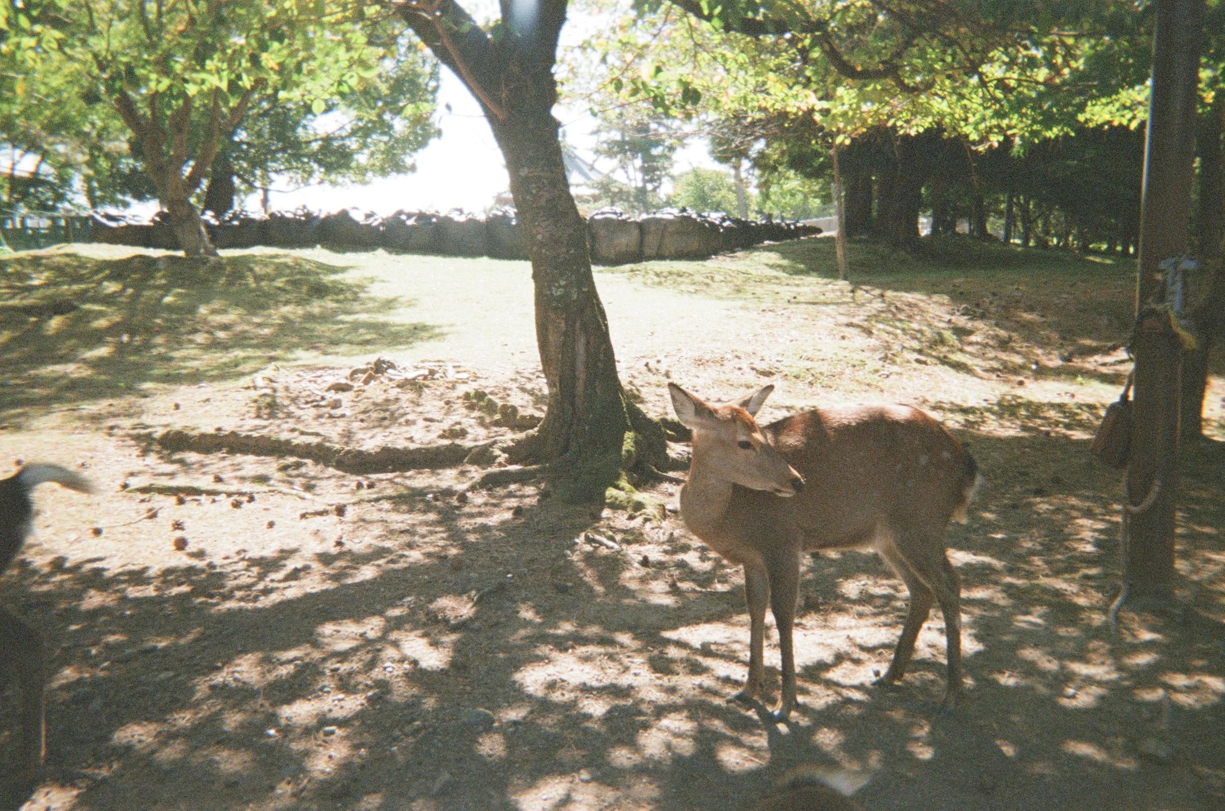 Nara, Japan - 2024