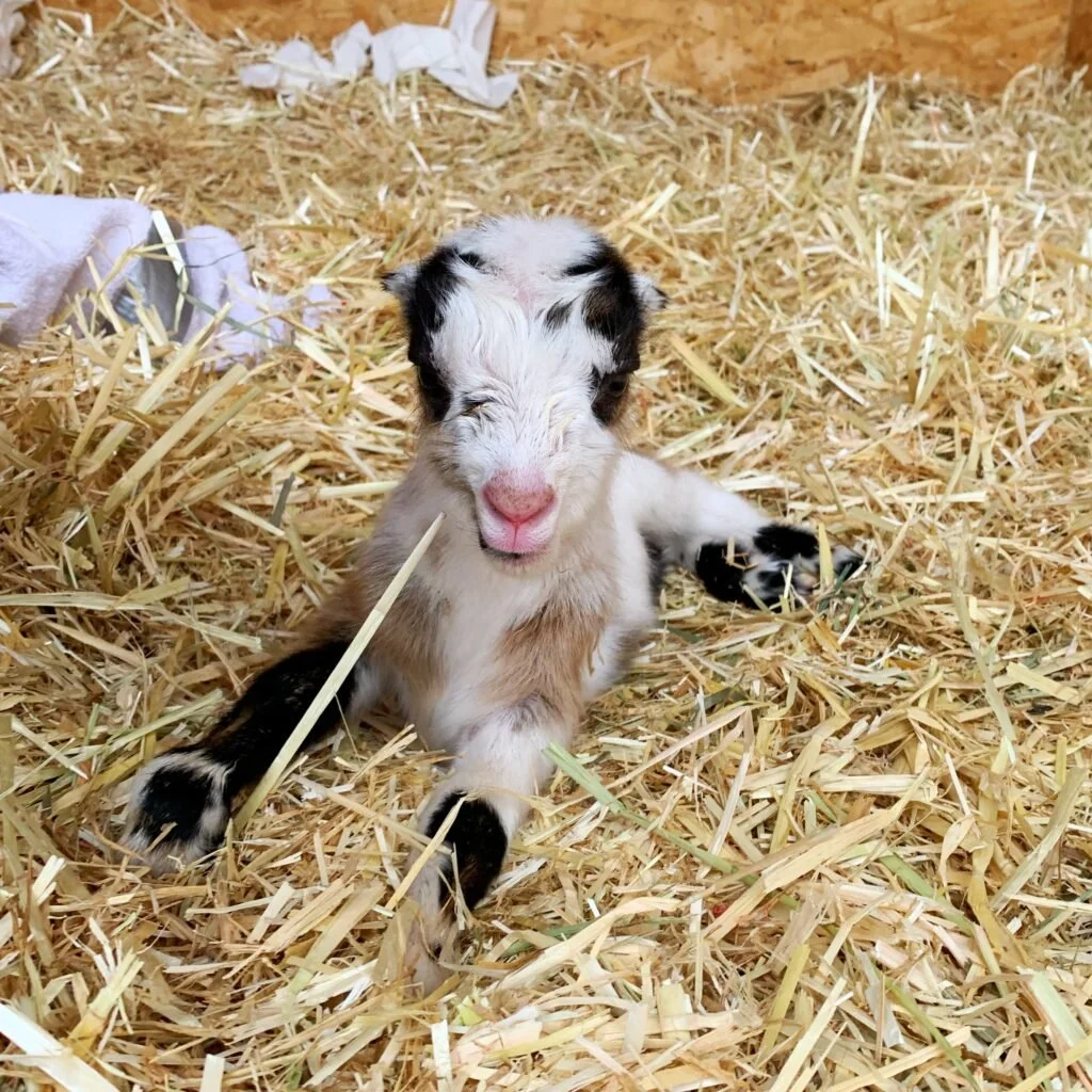 goat-farm-b.jpg
