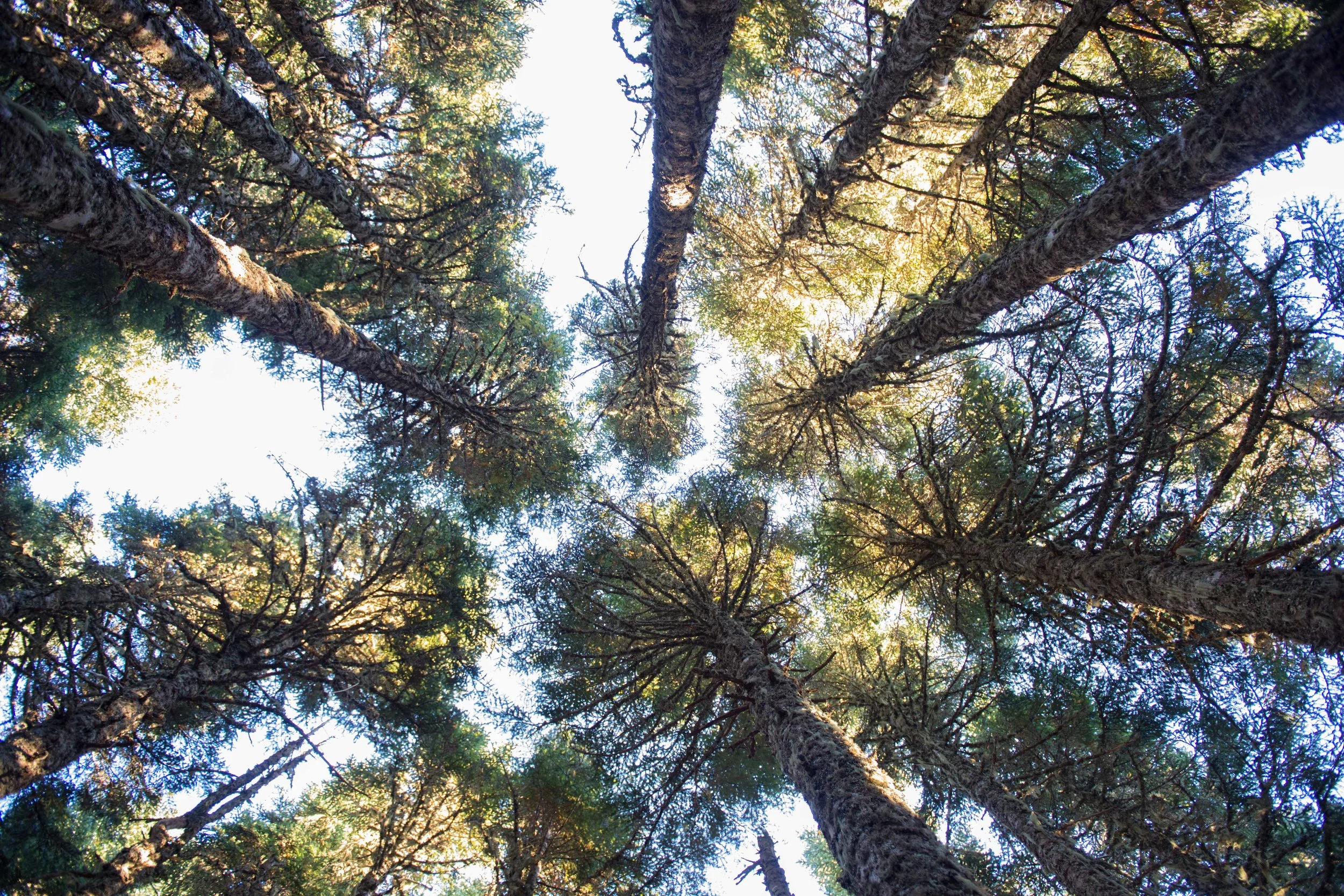 Mountain Engagement Photos_0098.jpg