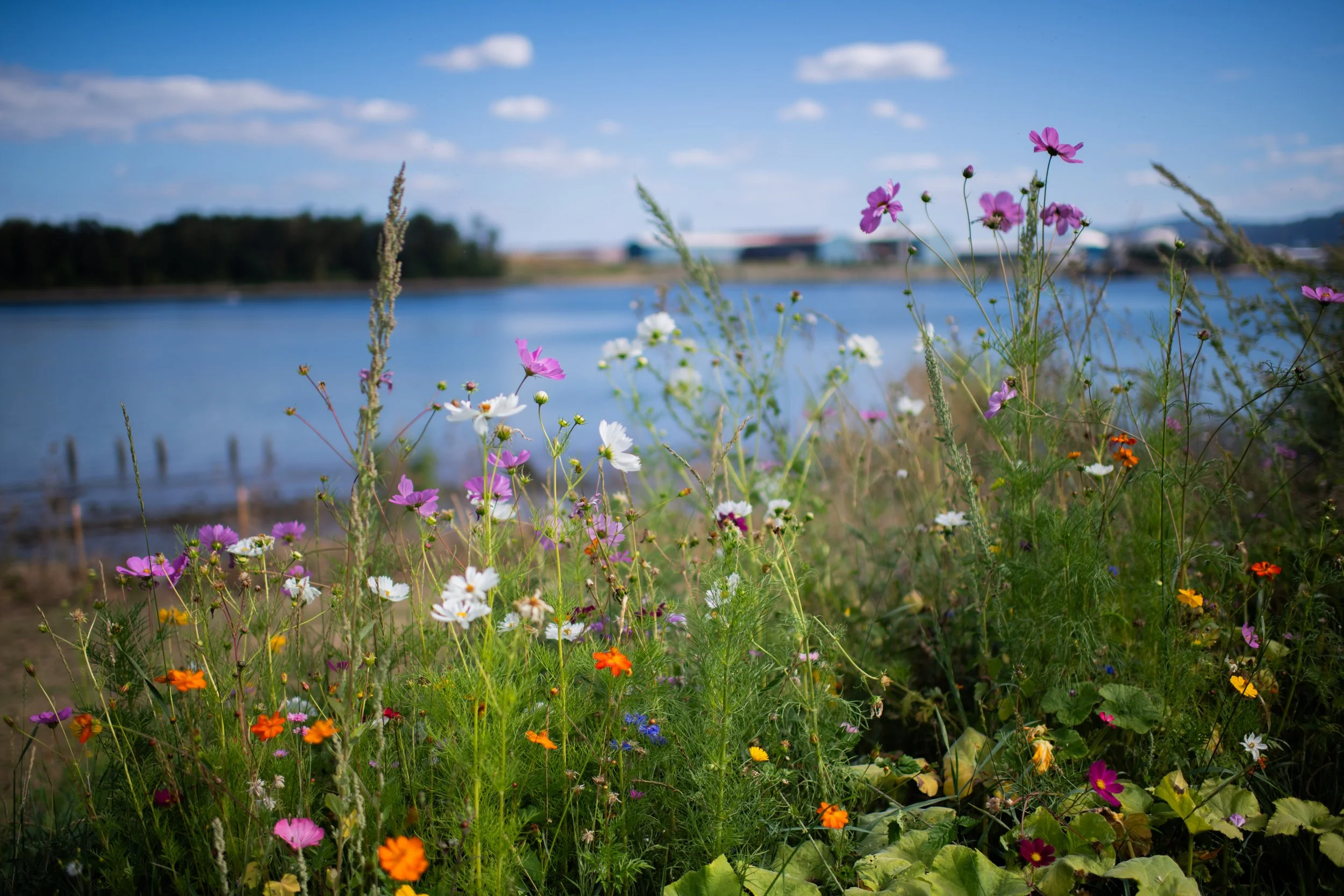 Wildflowers growing along a lakeshore with buildings and trees in the distance under a blue sky with clouds.