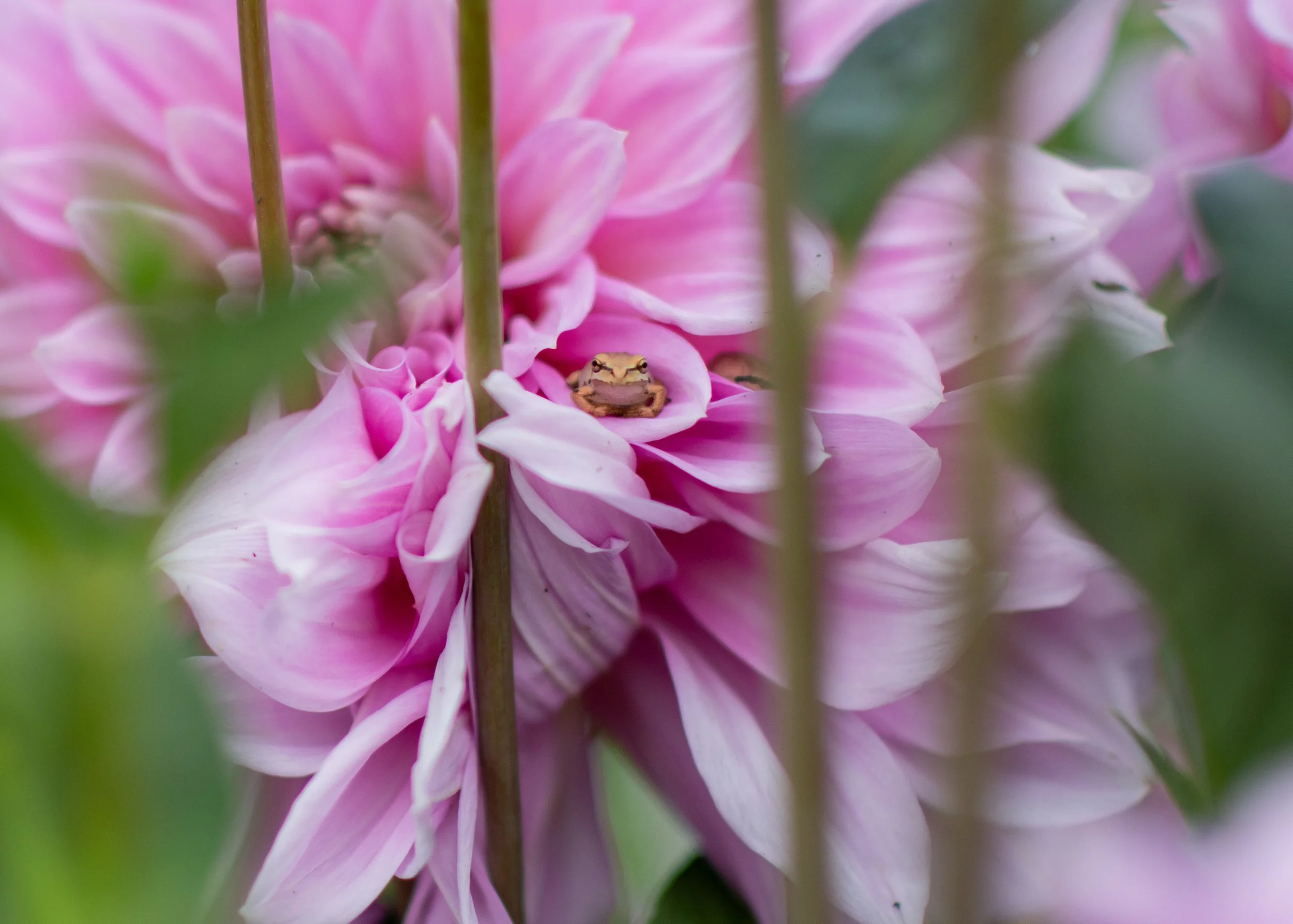 A small frog sitting on a pink flower, with green foliage in the background.