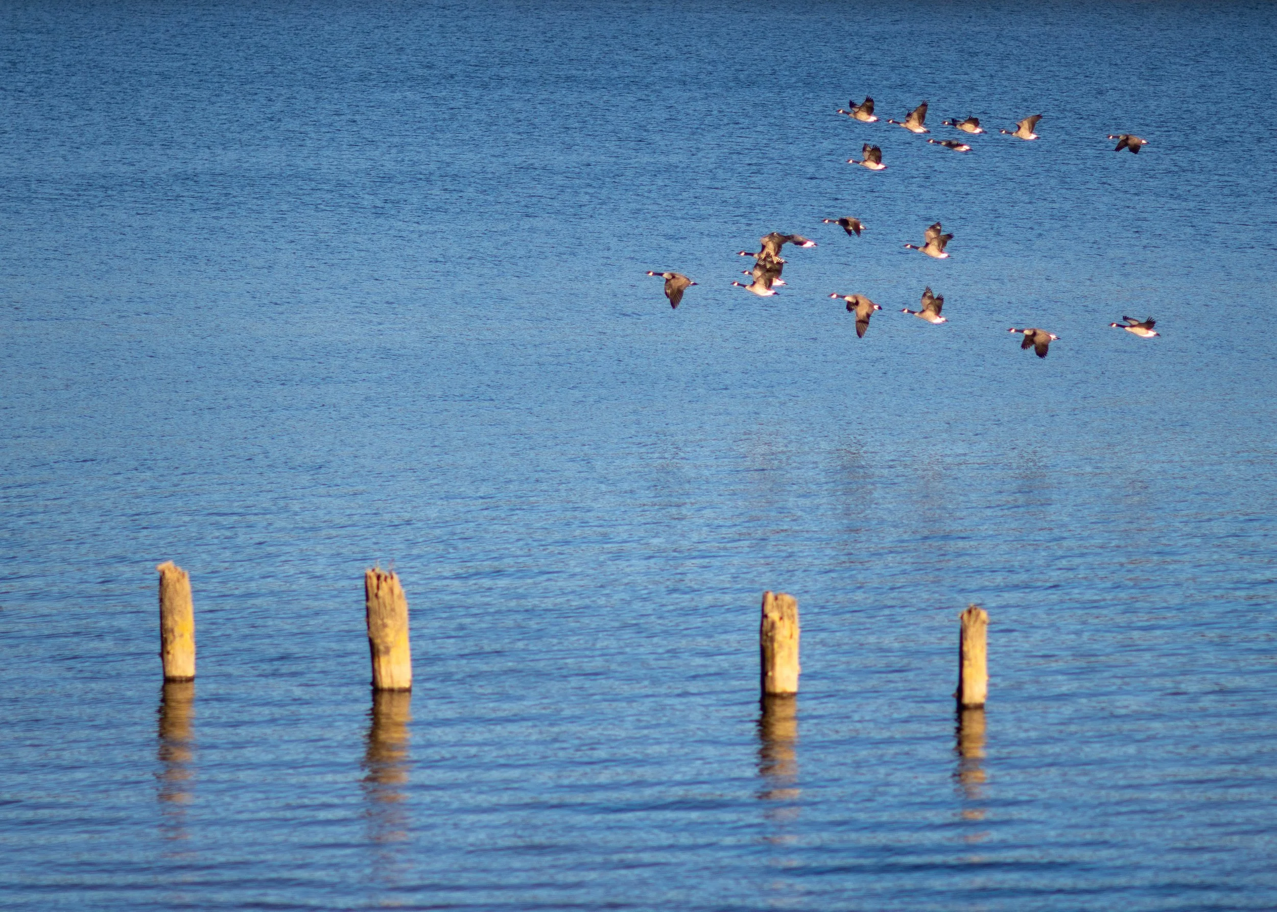 A flock of ducks flying over a body of water with wooden posts in the foreground.