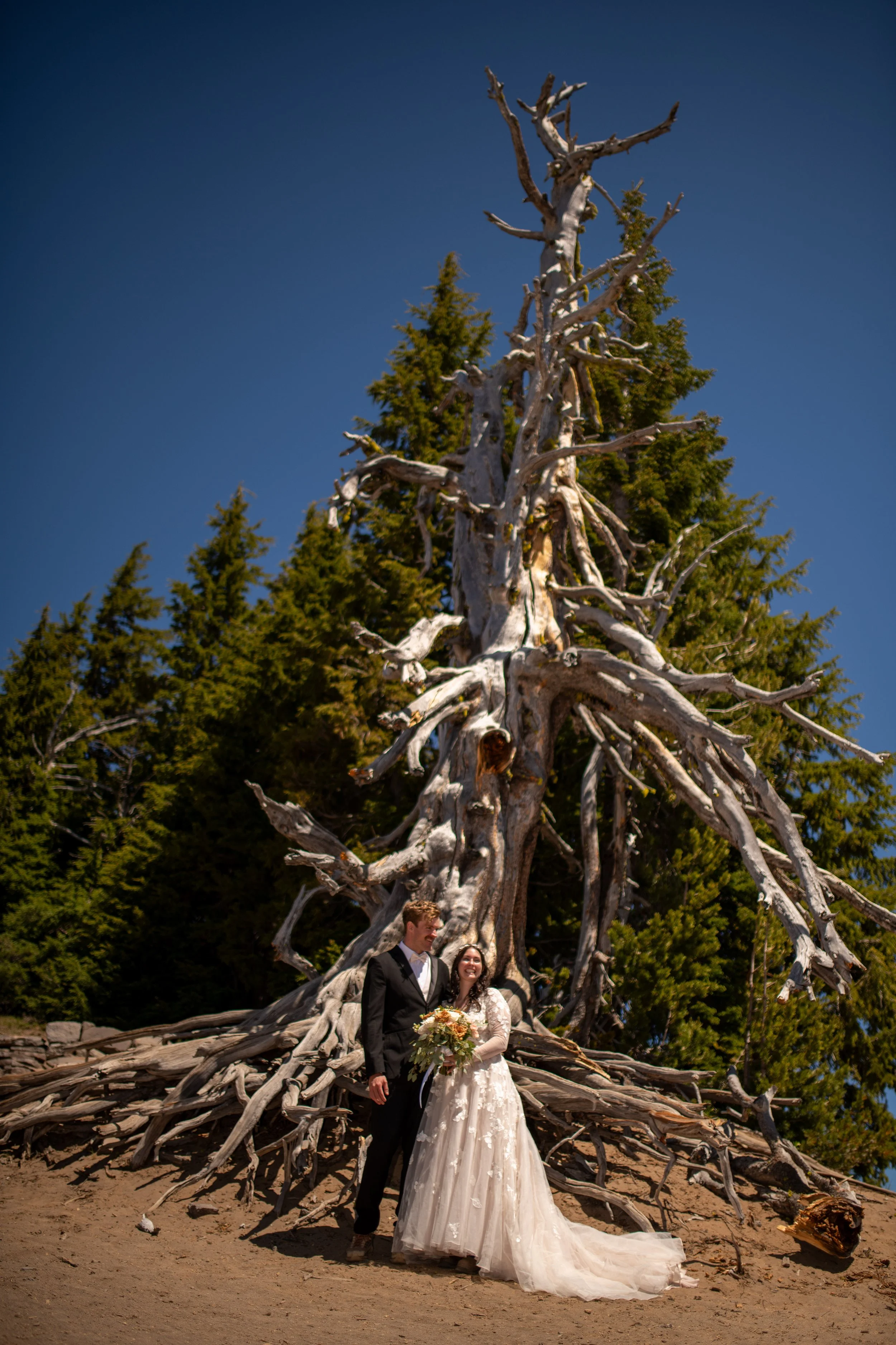 A wedding couple standing in front of a large, weathered tree on a beach, with green pine trees and a clear blue sky in the background.