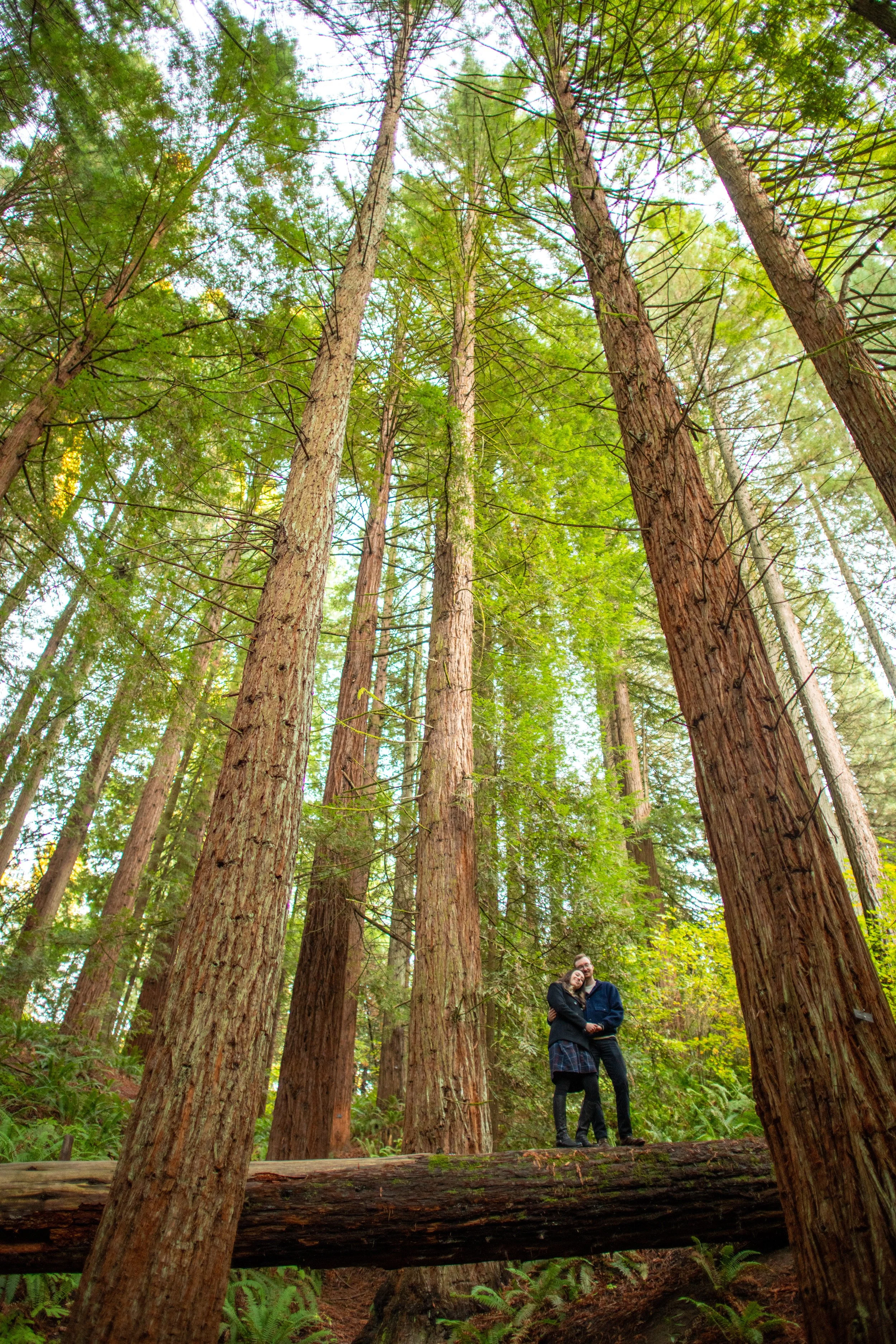 Couple standing and hugging in a forest with tall trees and dense green foliage, viewed from a low angle looking up at the sky.
