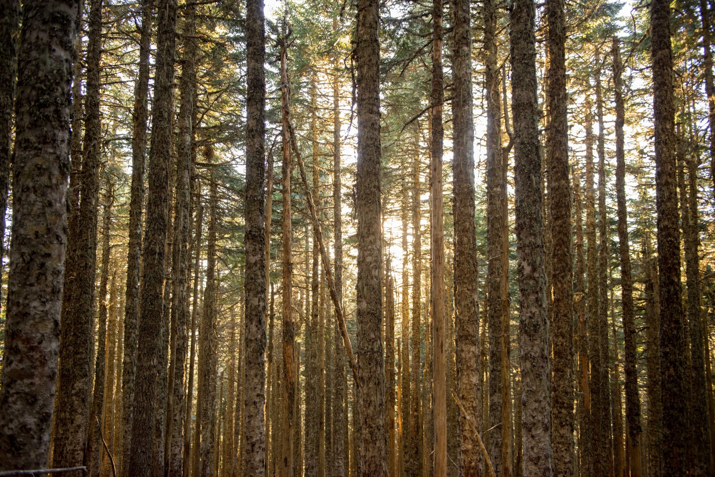 Mountain Engagement Photos_0099.jpg