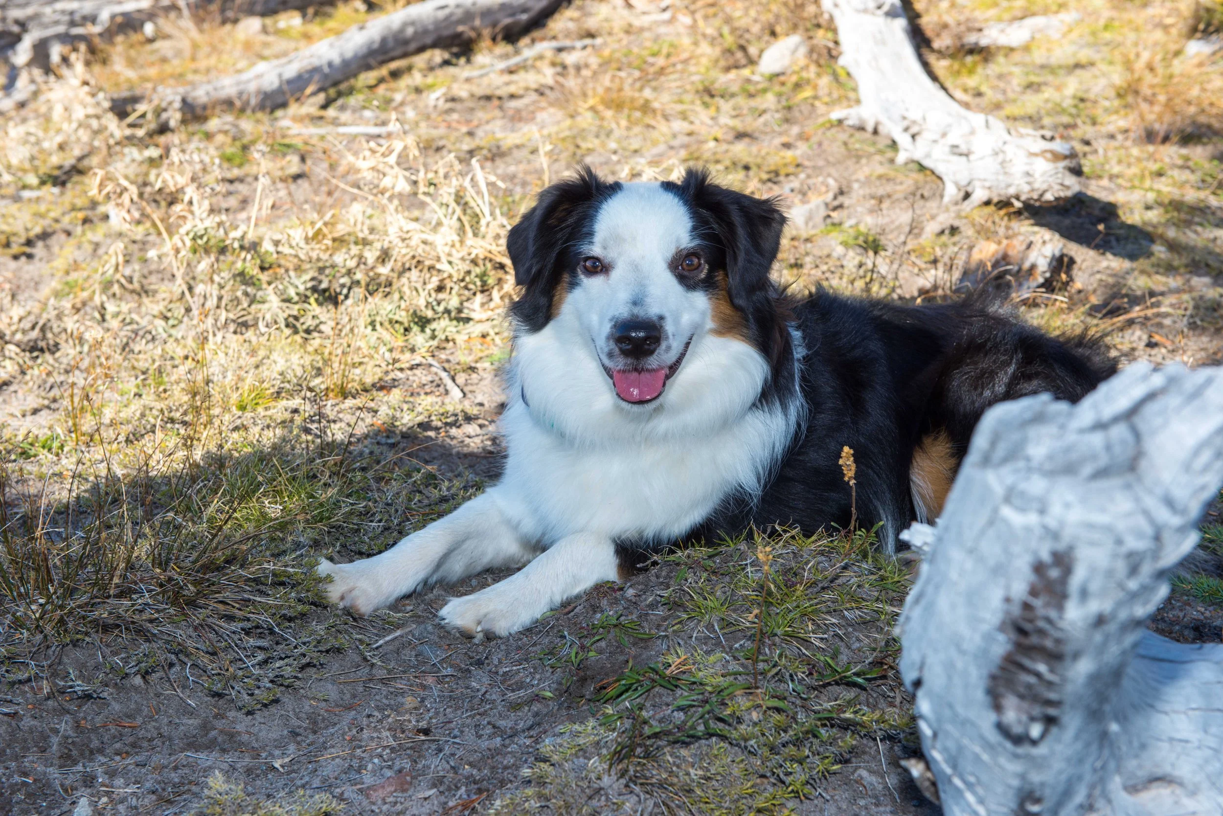Mountain Engagement Photos_0050.jpg