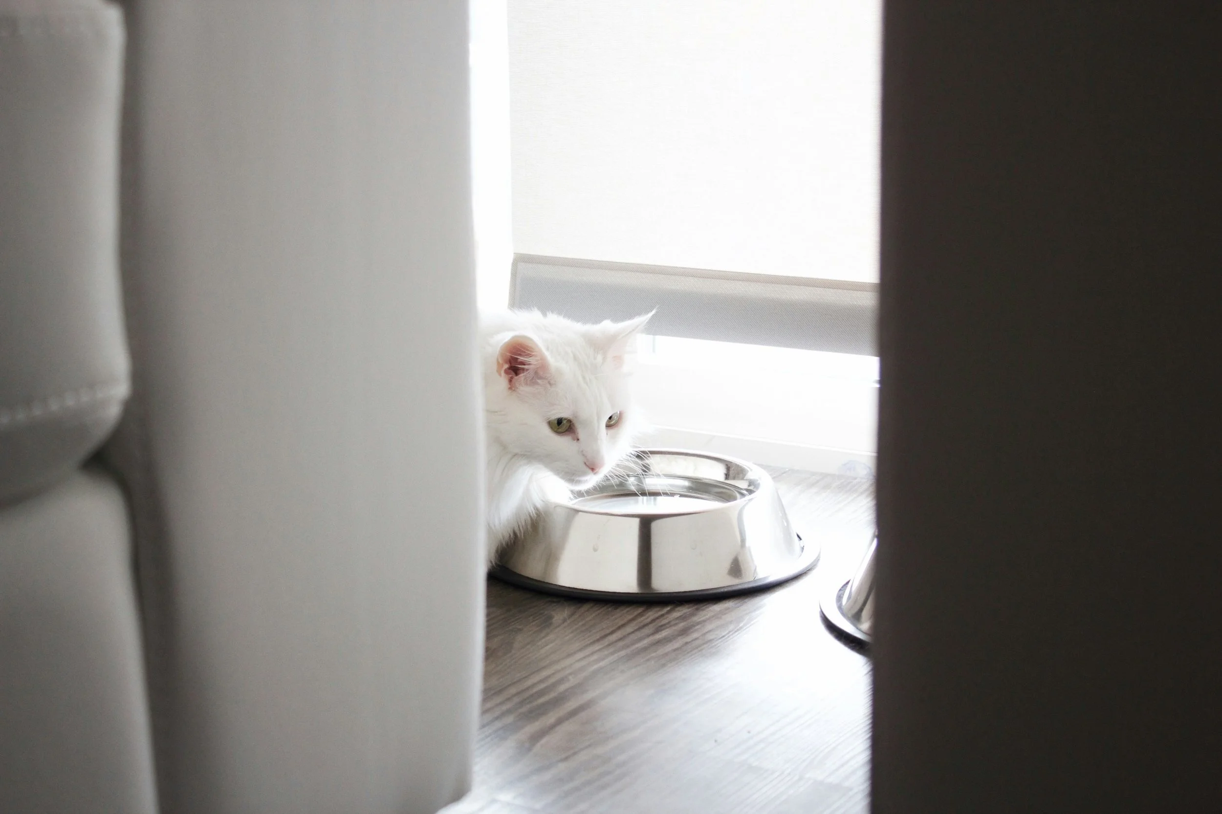 Spotless Bowls, Healthier Cats: What You Need to Know