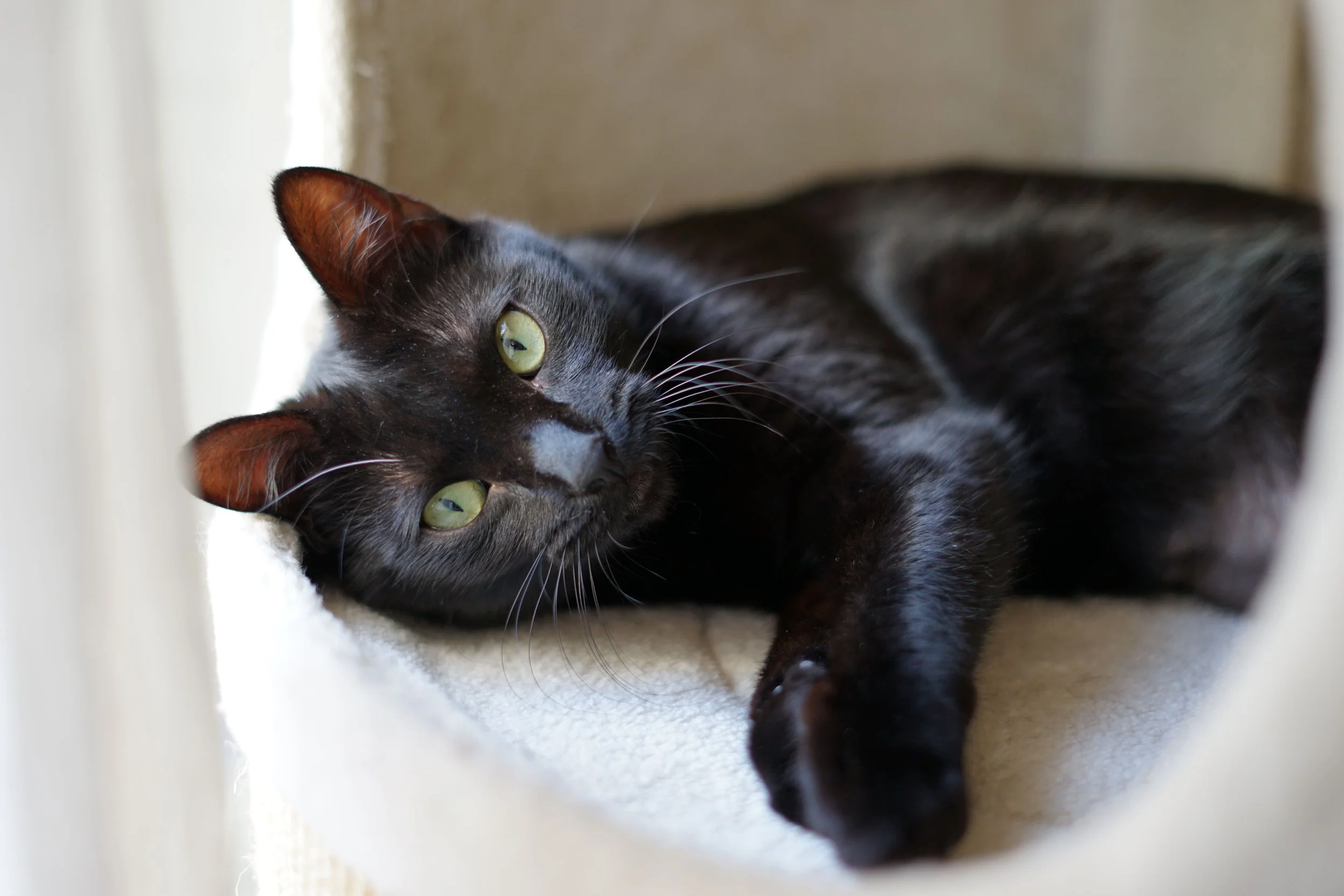 Black Cats Deserve Better Odds