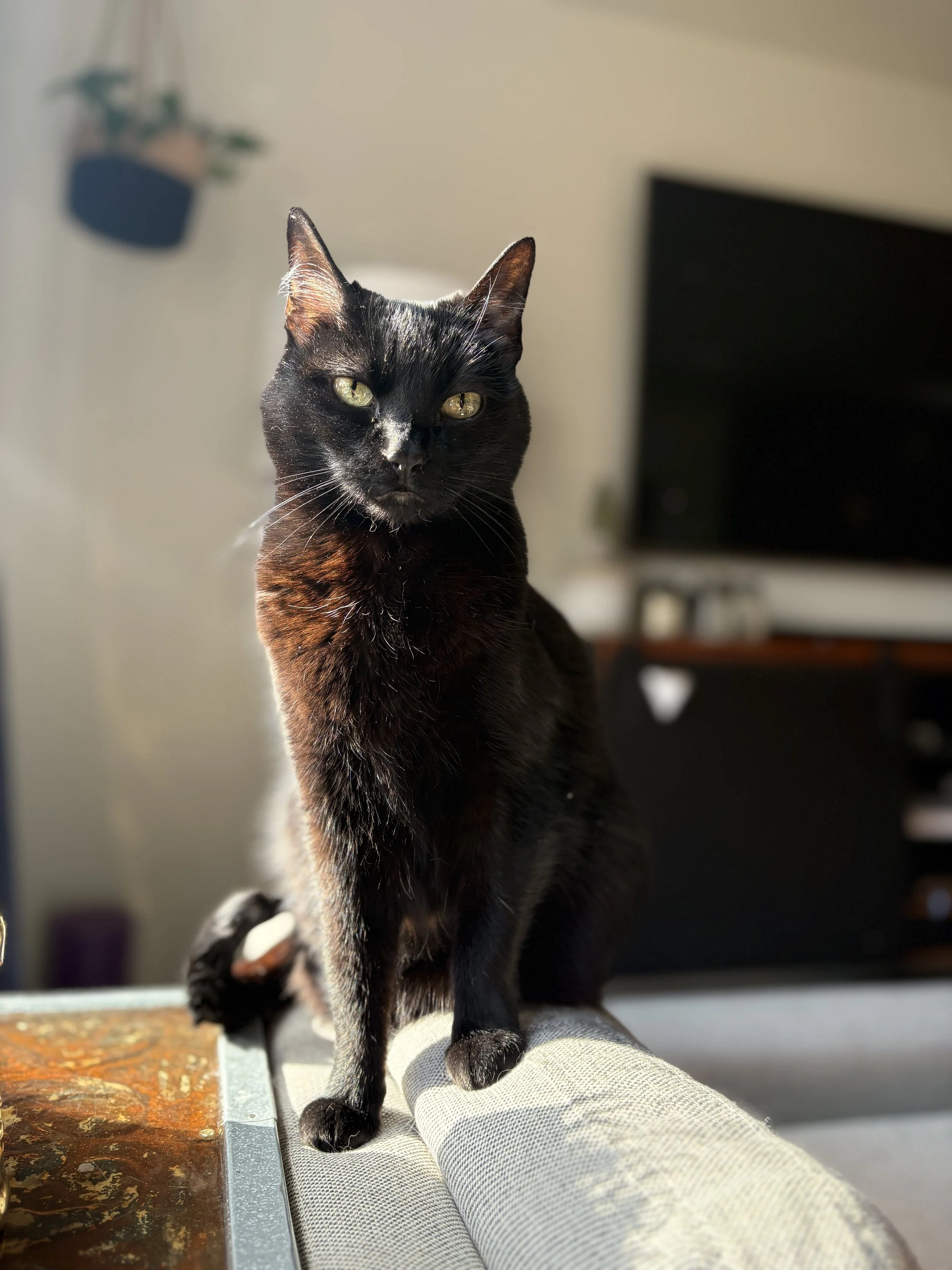 Meet Our Muse, Sloan