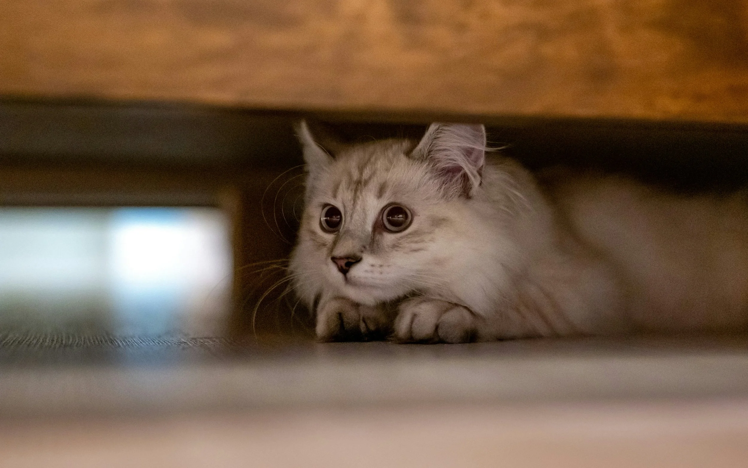 Noise Aversion in Cats: Not Just a Personality Quirk