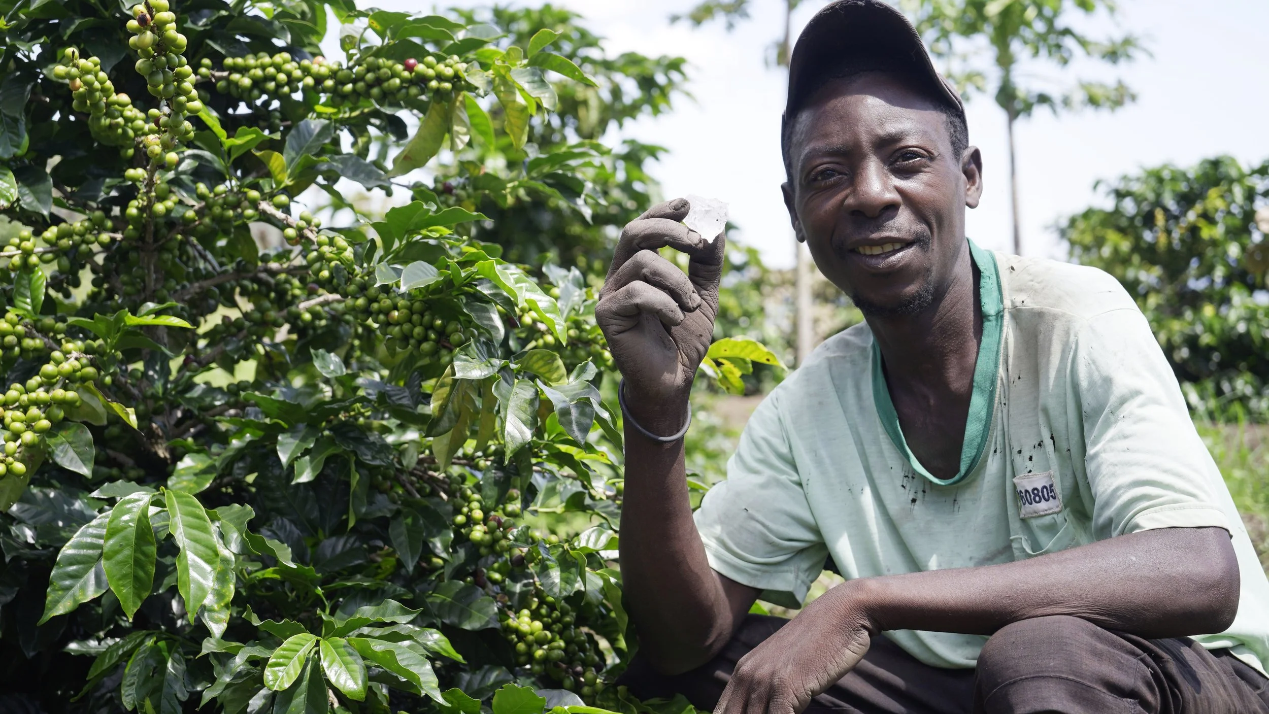 A man sitting near coffee plants with unripe green coffee cherries, holding a small white object, possibly a coffee cherry seed, in his hand.