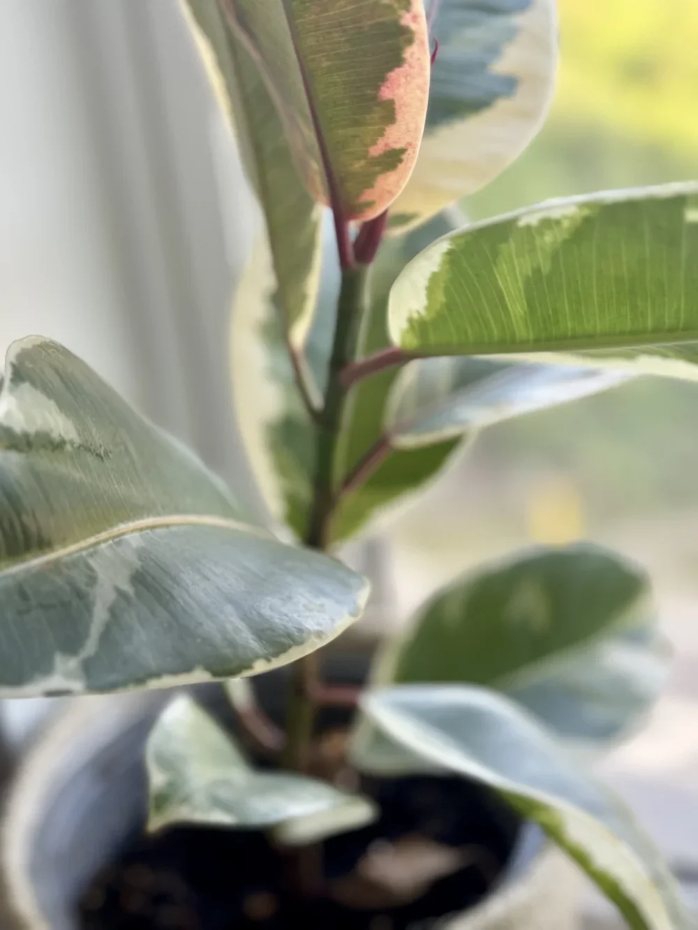 Close-up of variegated green and pink rubber plant leaves in a pot.