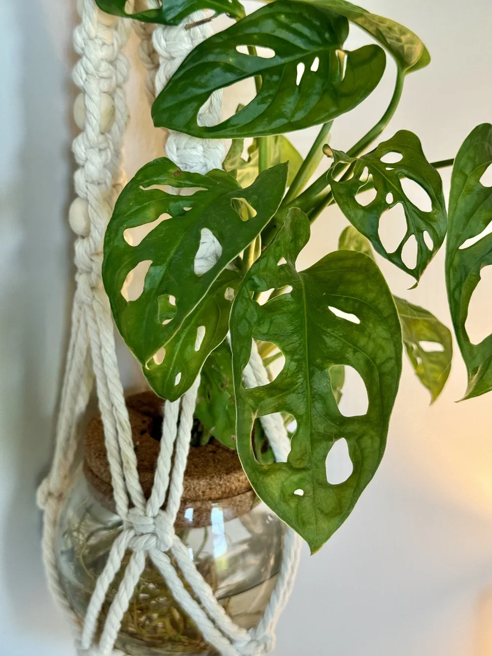 Close-up of a monstera plant with large, split green leaves in a glass jar decorated with a woven macrame plant hanger.