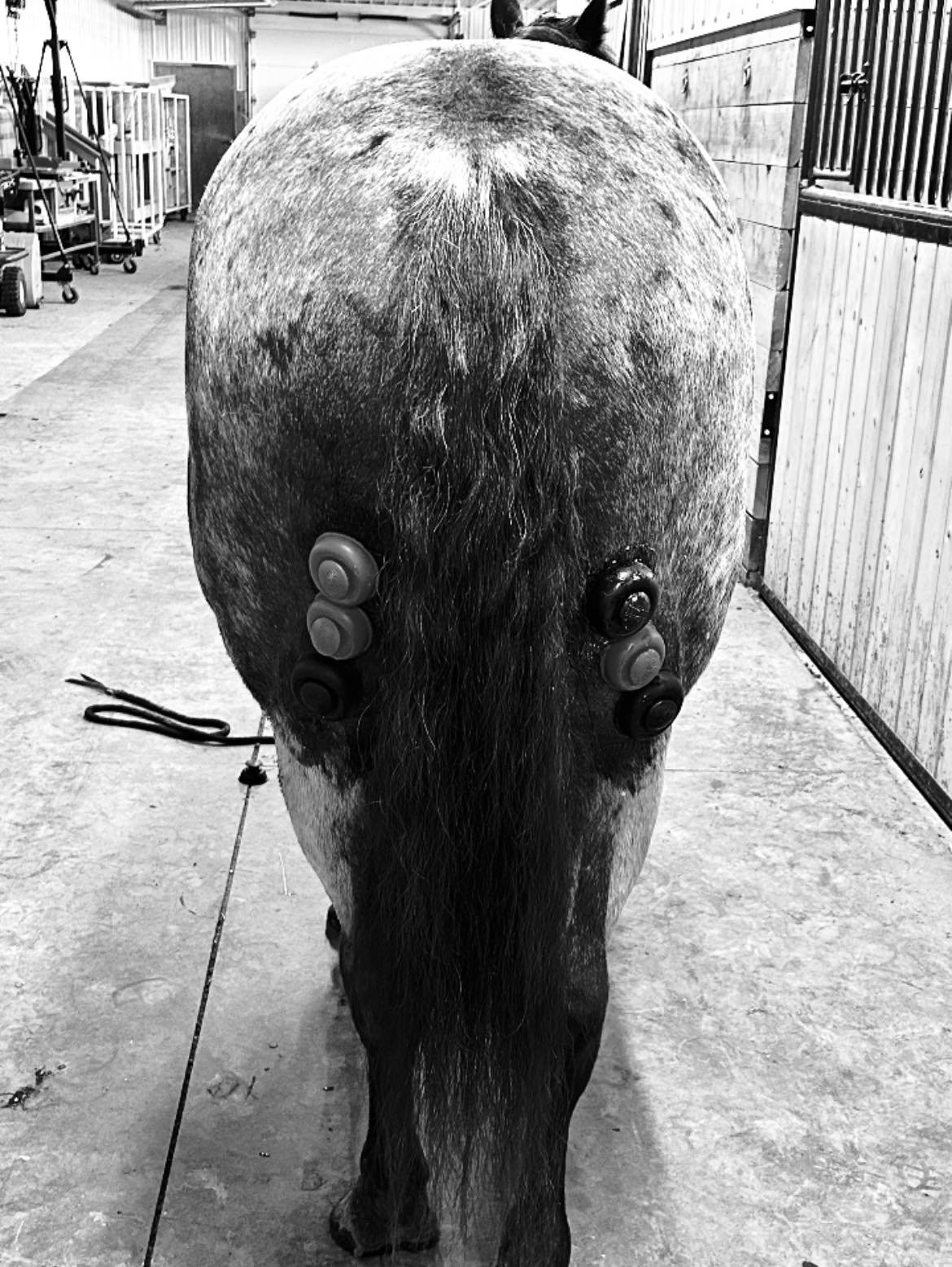 View of the back of a horse in a stable, with various grooming tools attached to its tail.
