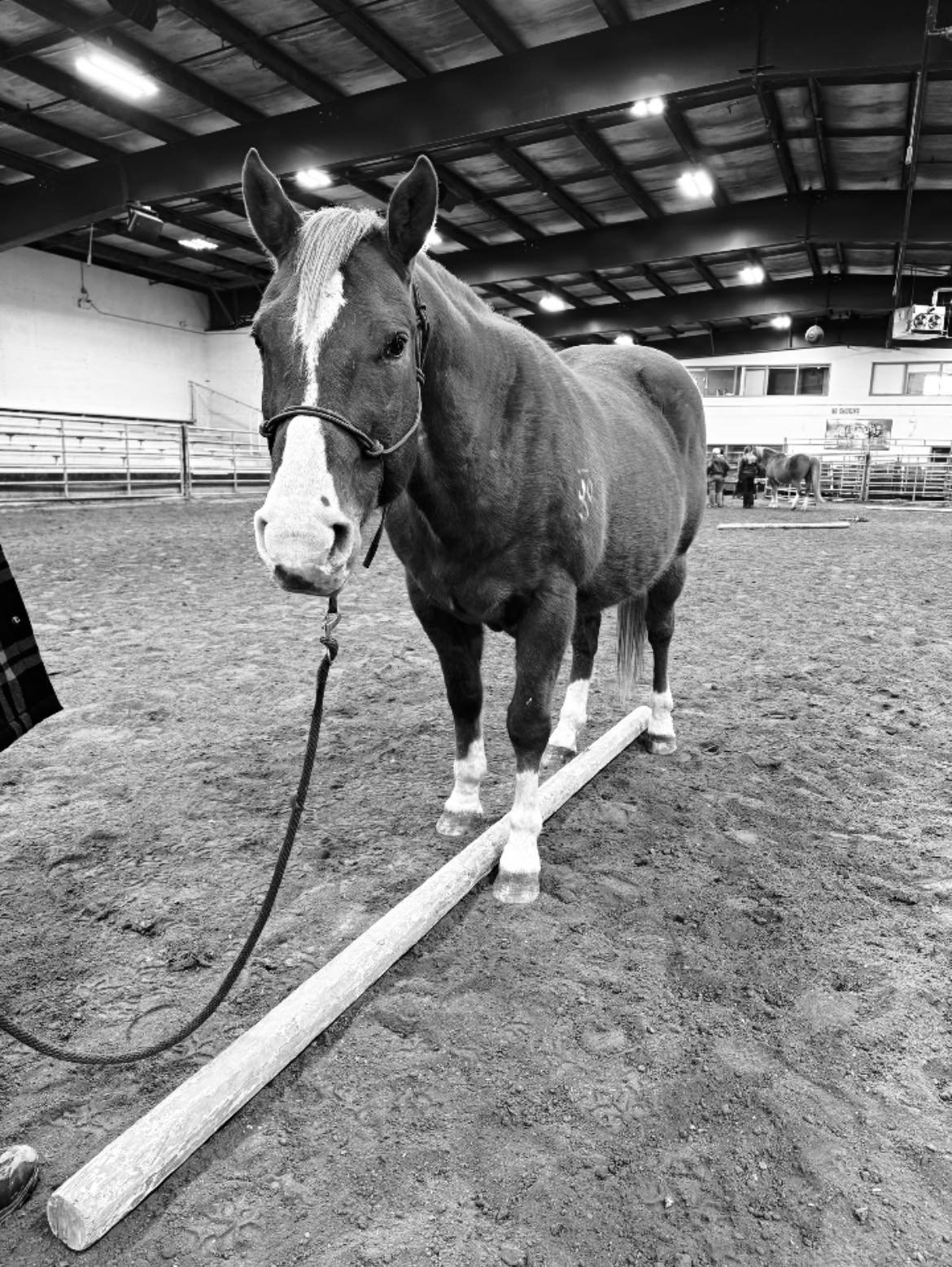 A horse standing on a wooden beam inside an indoor arena, with other people and horses in the background.