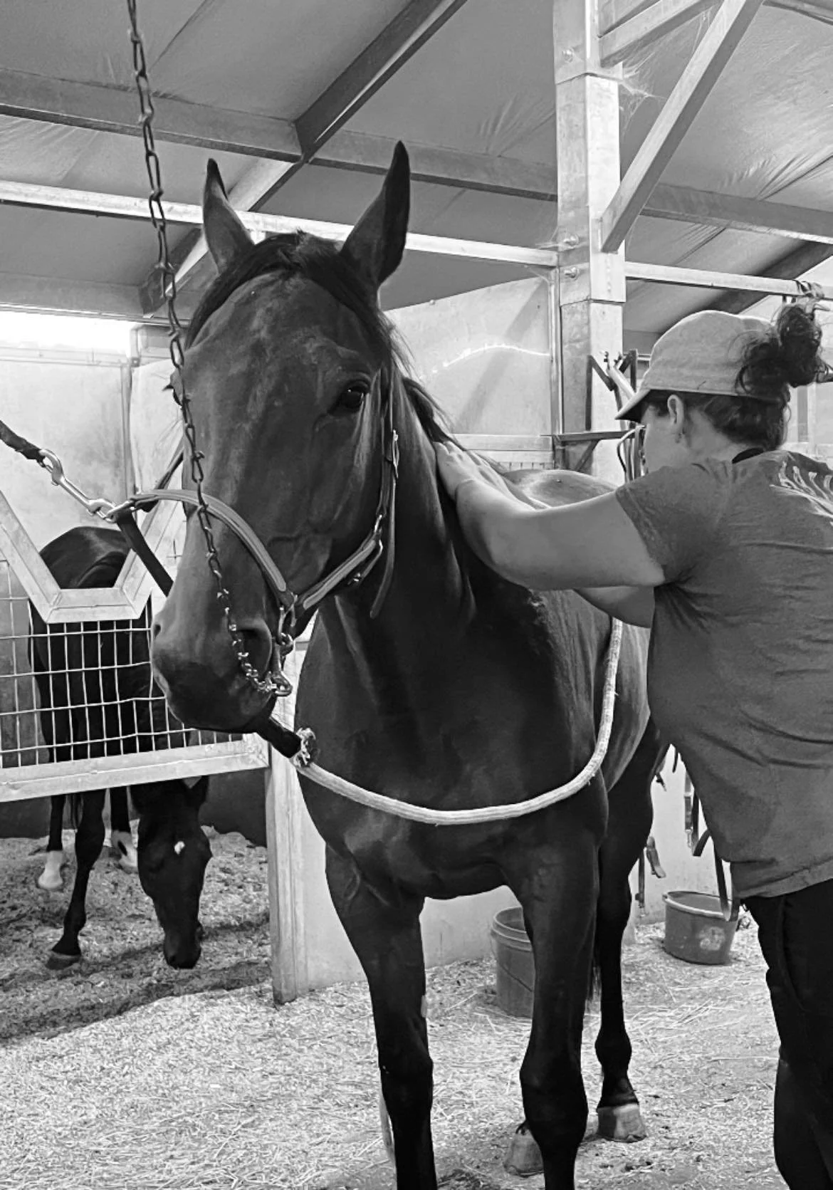 A person grooming a dark horse inside a stable, with another horse visible in the background.