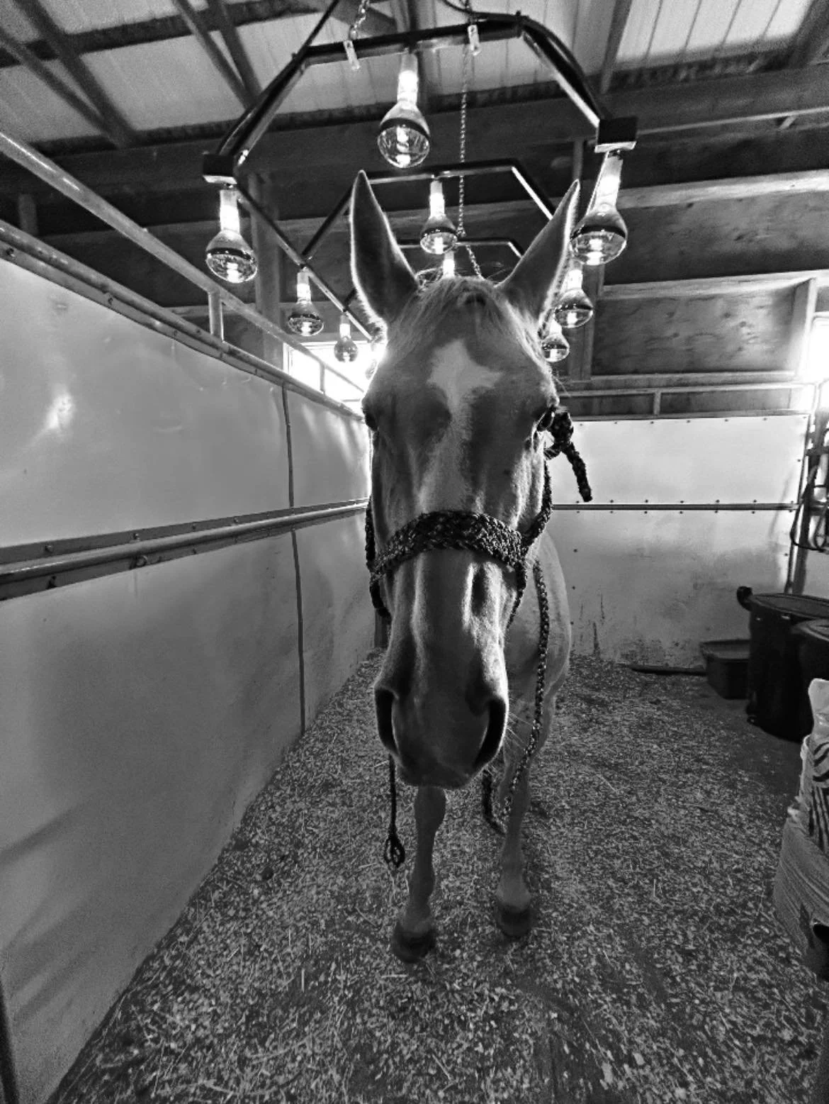 A black and white photo of a horse with pointed ears and a halter, standing indoors in a stable.