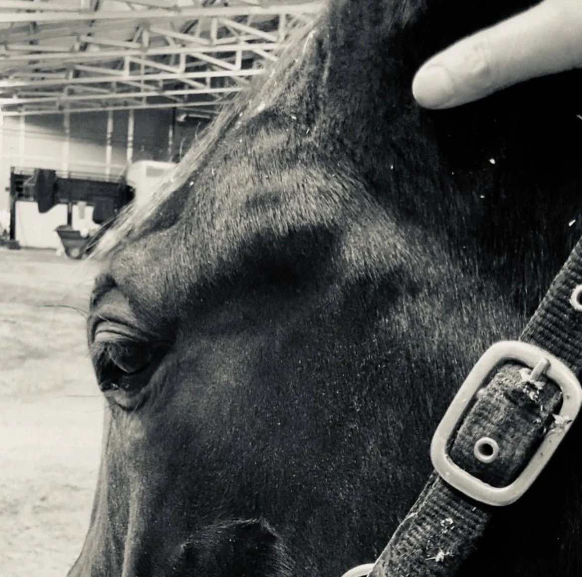 horse eye.jpg