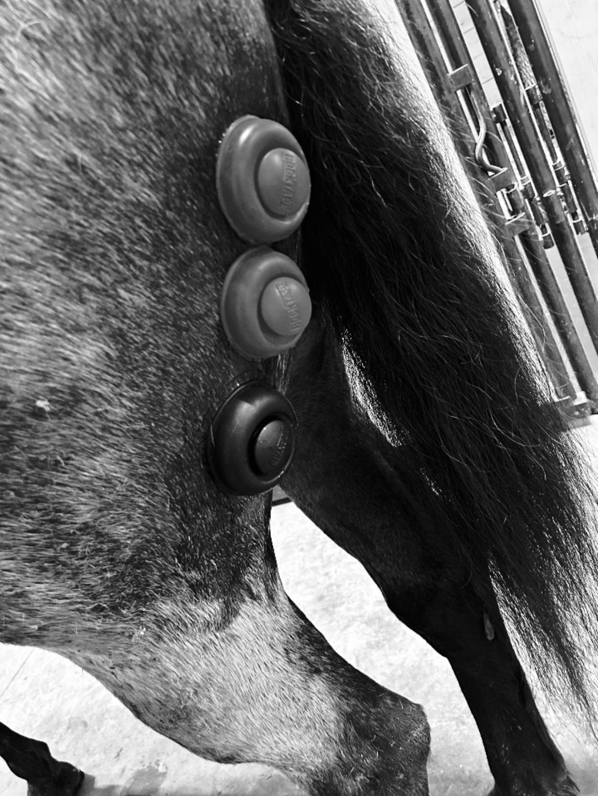 Close-up of a horse's side with three feeding bowls on its back. The photo is in black and white.