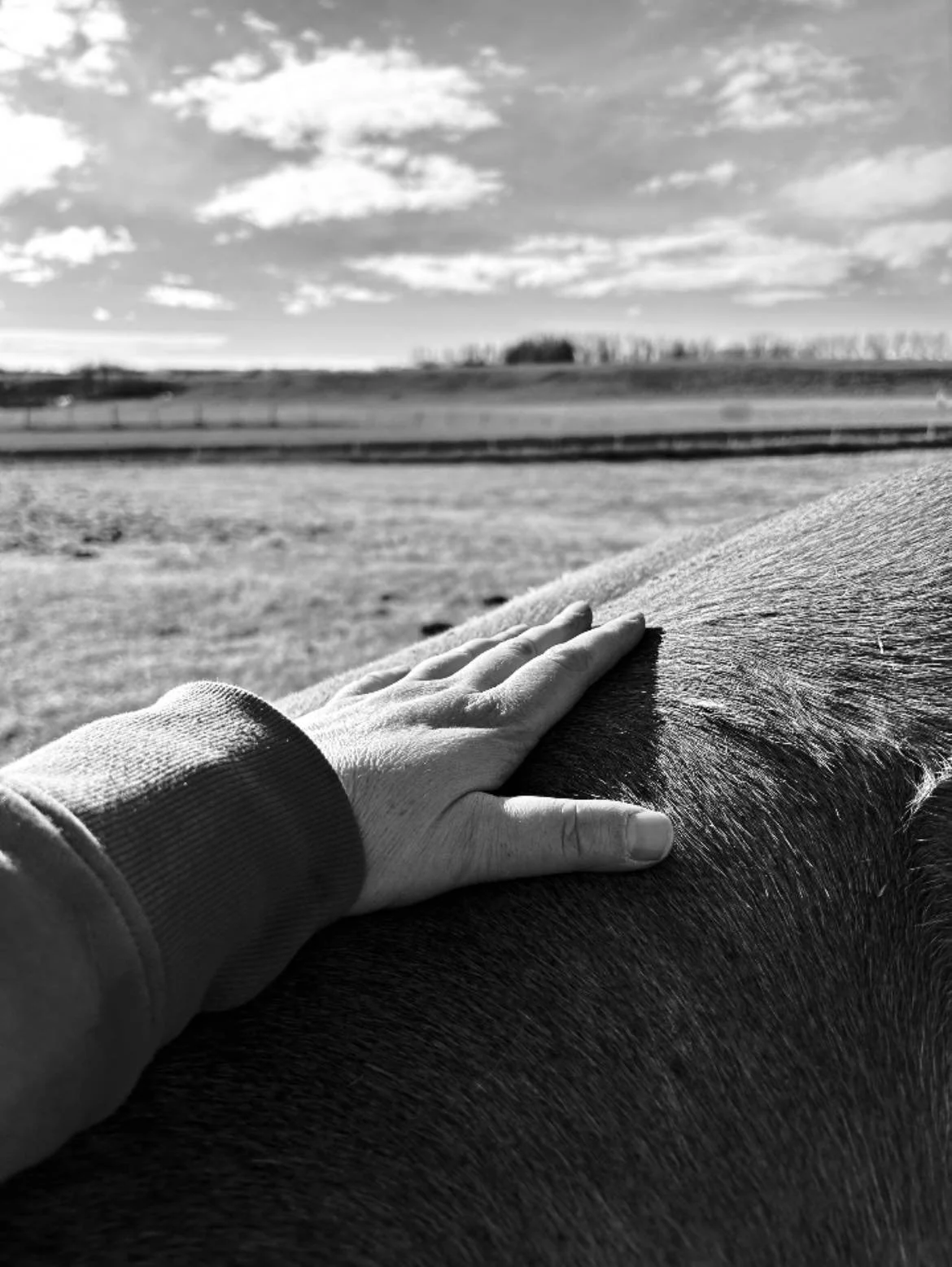 A hand resting on a horse's back in an open field with a partly cloudy sky in the background.