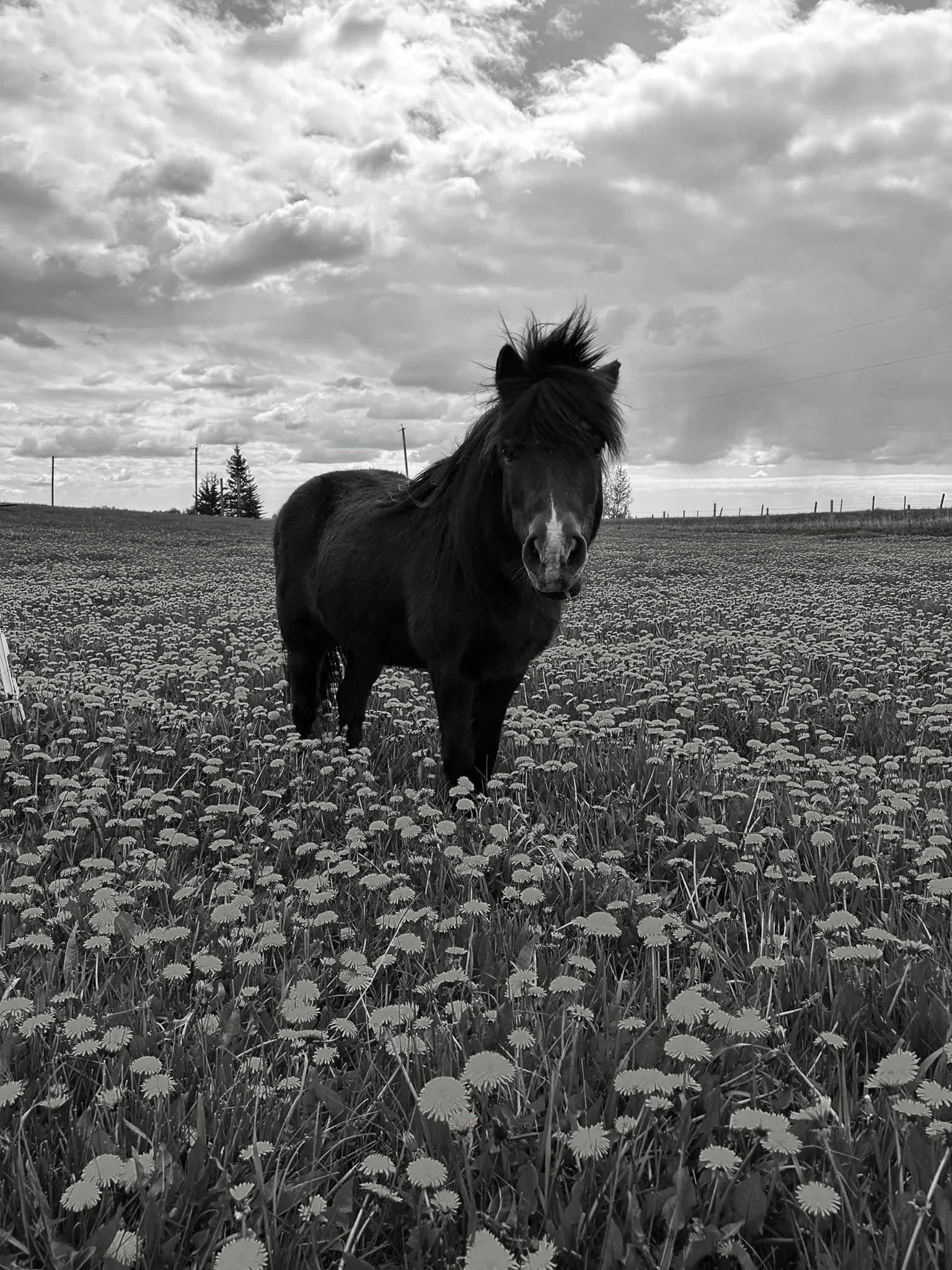 A black and white photo of a small horse standing in a field of flowers, with a cloudy sky and some trees in the background.