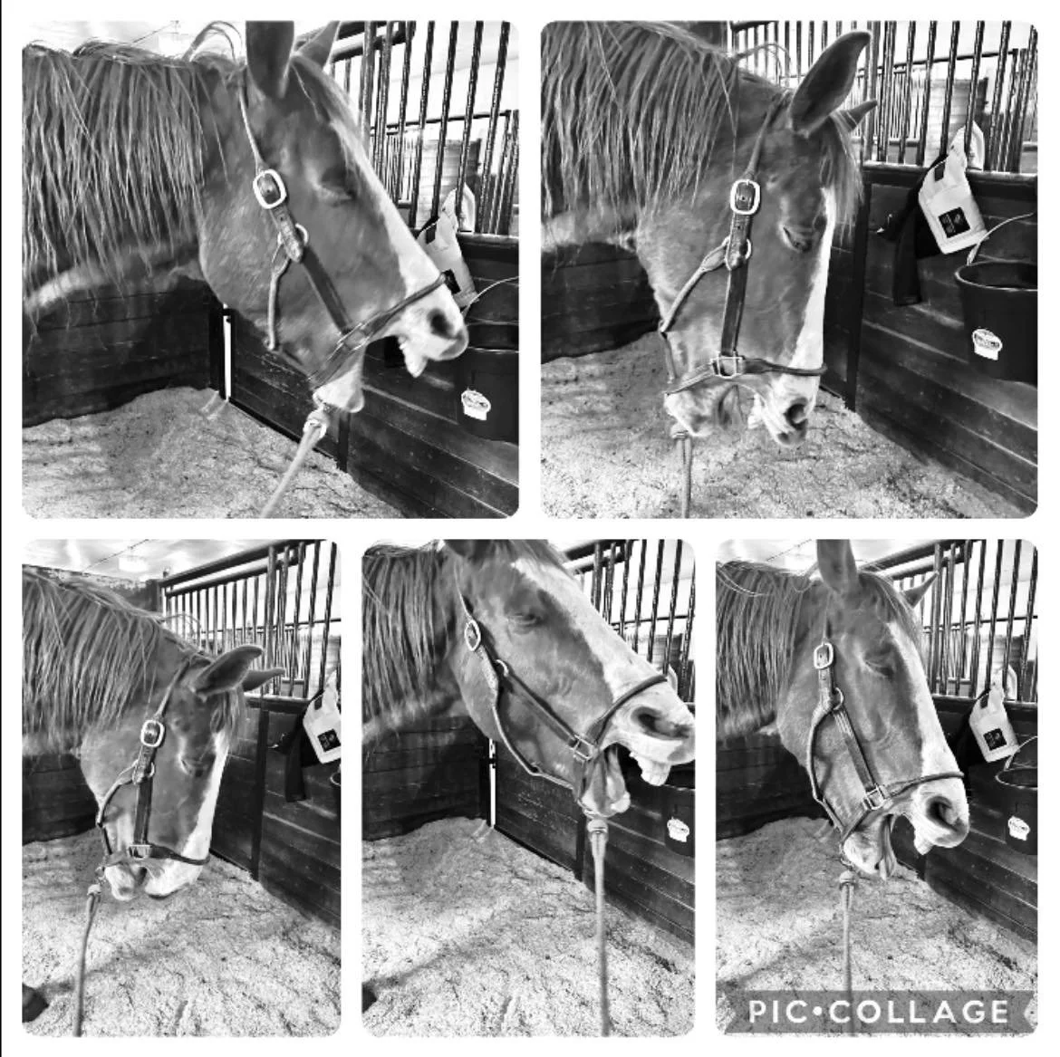 yawinging horse.jpg