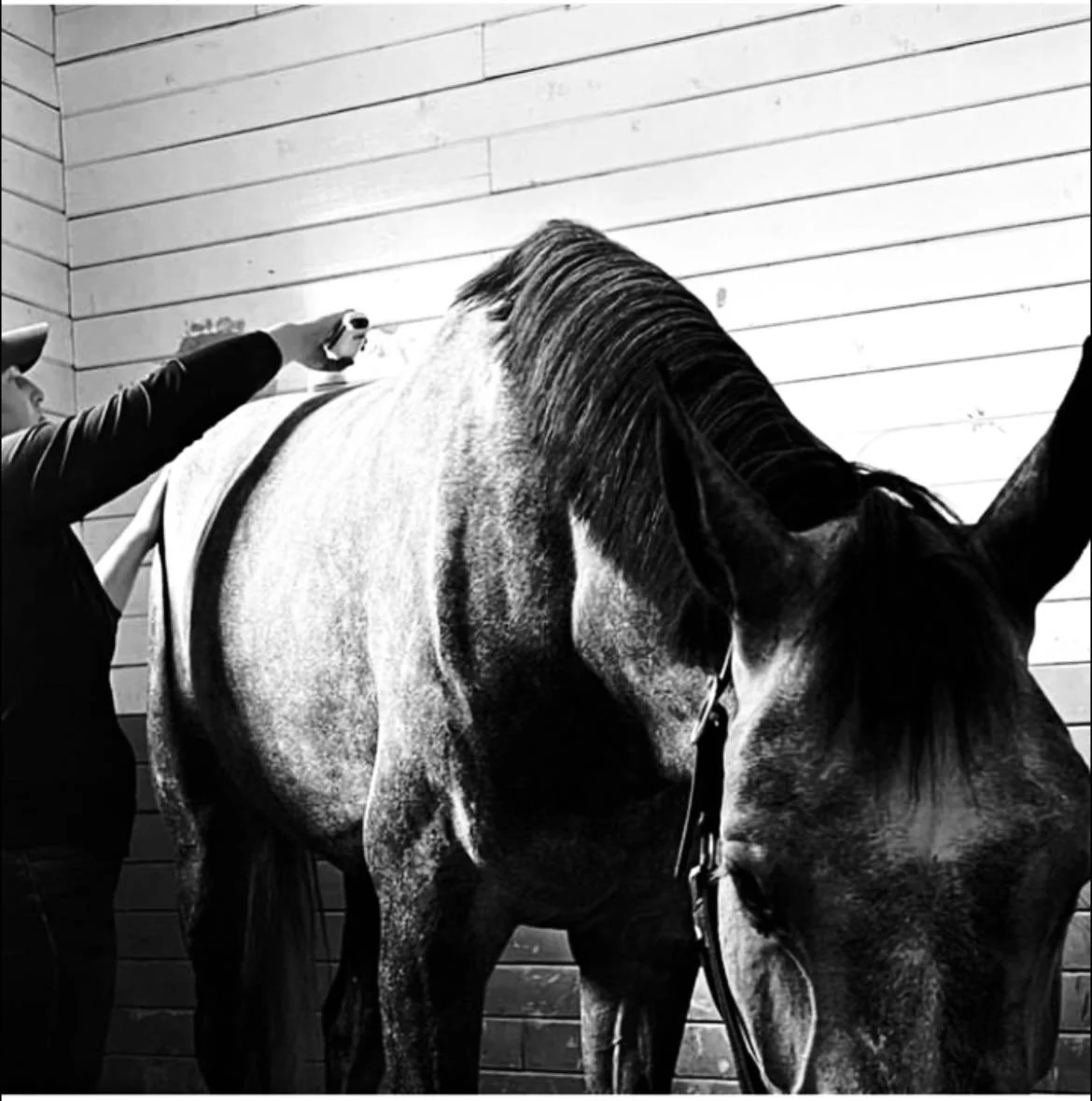Black and white photo of a person standing next to a large horse in a wooden stable, the person appears to be brushing or tending to the horse.