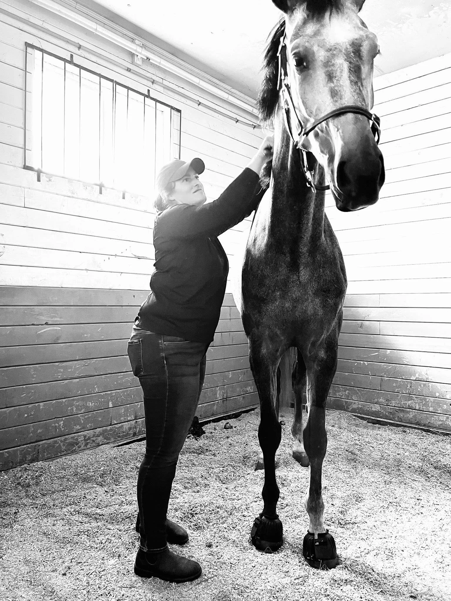 A woman tacking up a large horse with bell boots in an indoor stable.