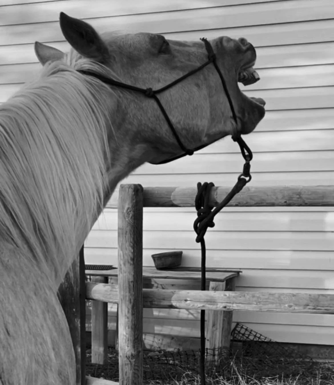 Black and white photo of a horse yawning, with a bridle on, standing near a wooden fence outside a building with white siding.