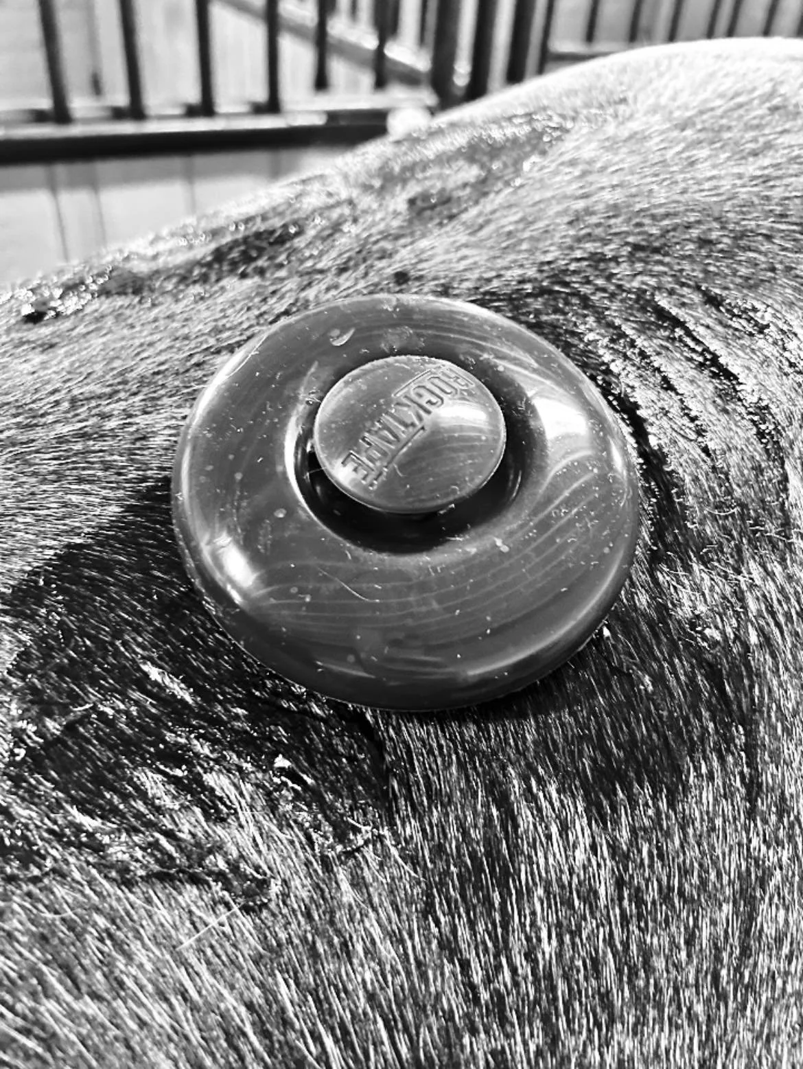 Close-up of a dog’s fur with a plastic bottle cap labeled 'RESCUE' resting on it.