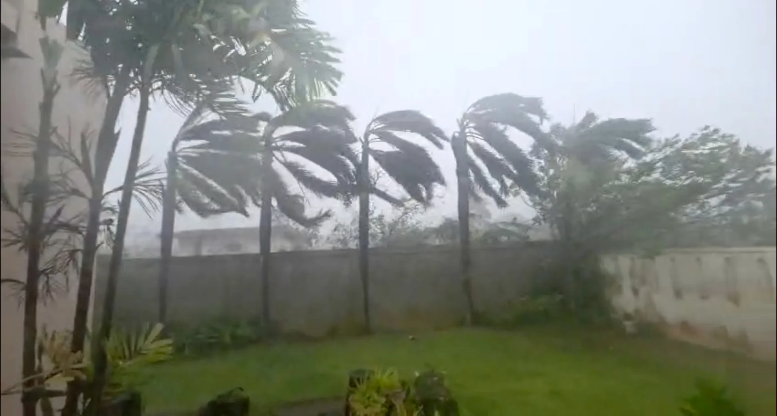 Strong winds blow over palm trees and other vegetation in a backyard during a storm.