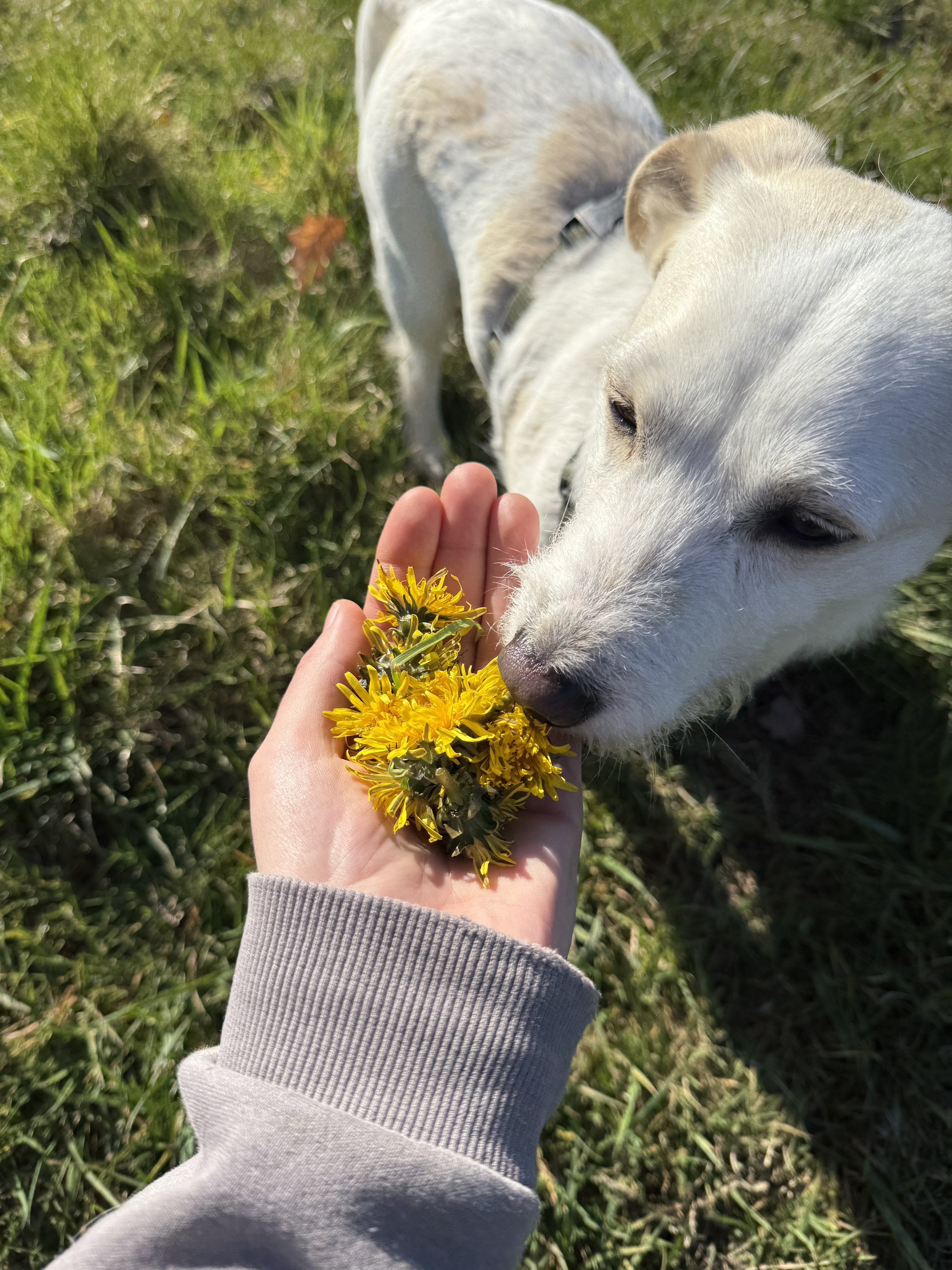 Darmgesundheit & Mikrobiom