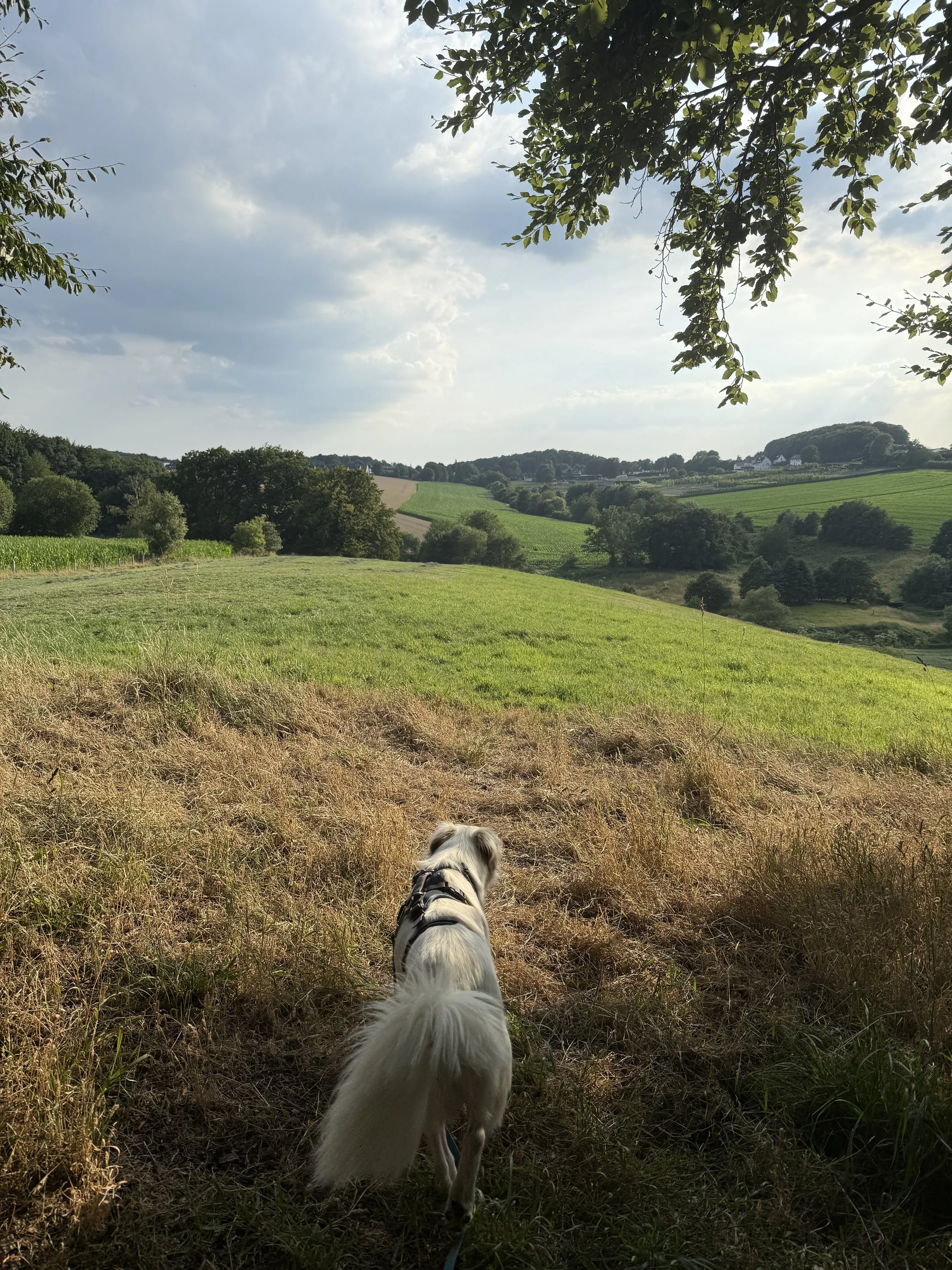 Ein Hund in einem grünen, hügeligen Landschaft mit Bäumen und Wolken am Himmel, Blick von hinten auf den Hund, der in die Landschaft blickt.