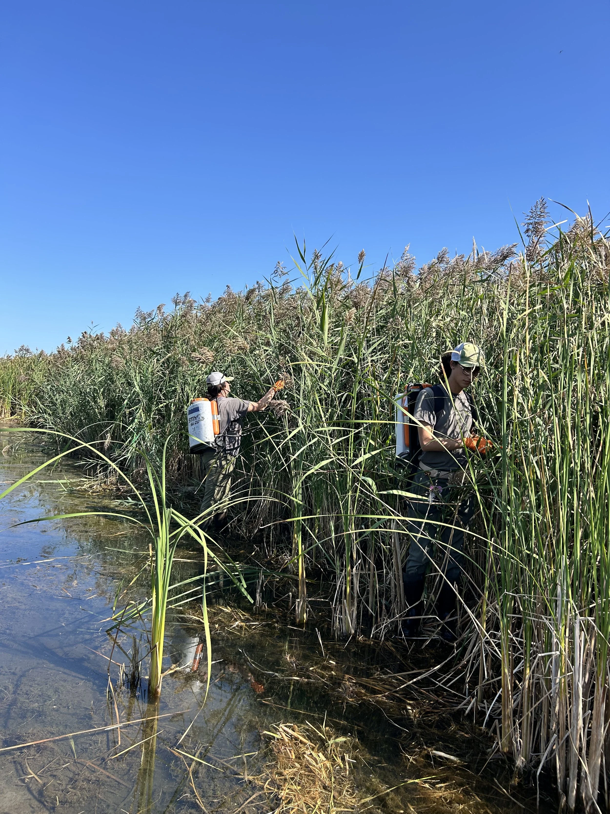  WETLAND INVASIVES MANAGMENT
