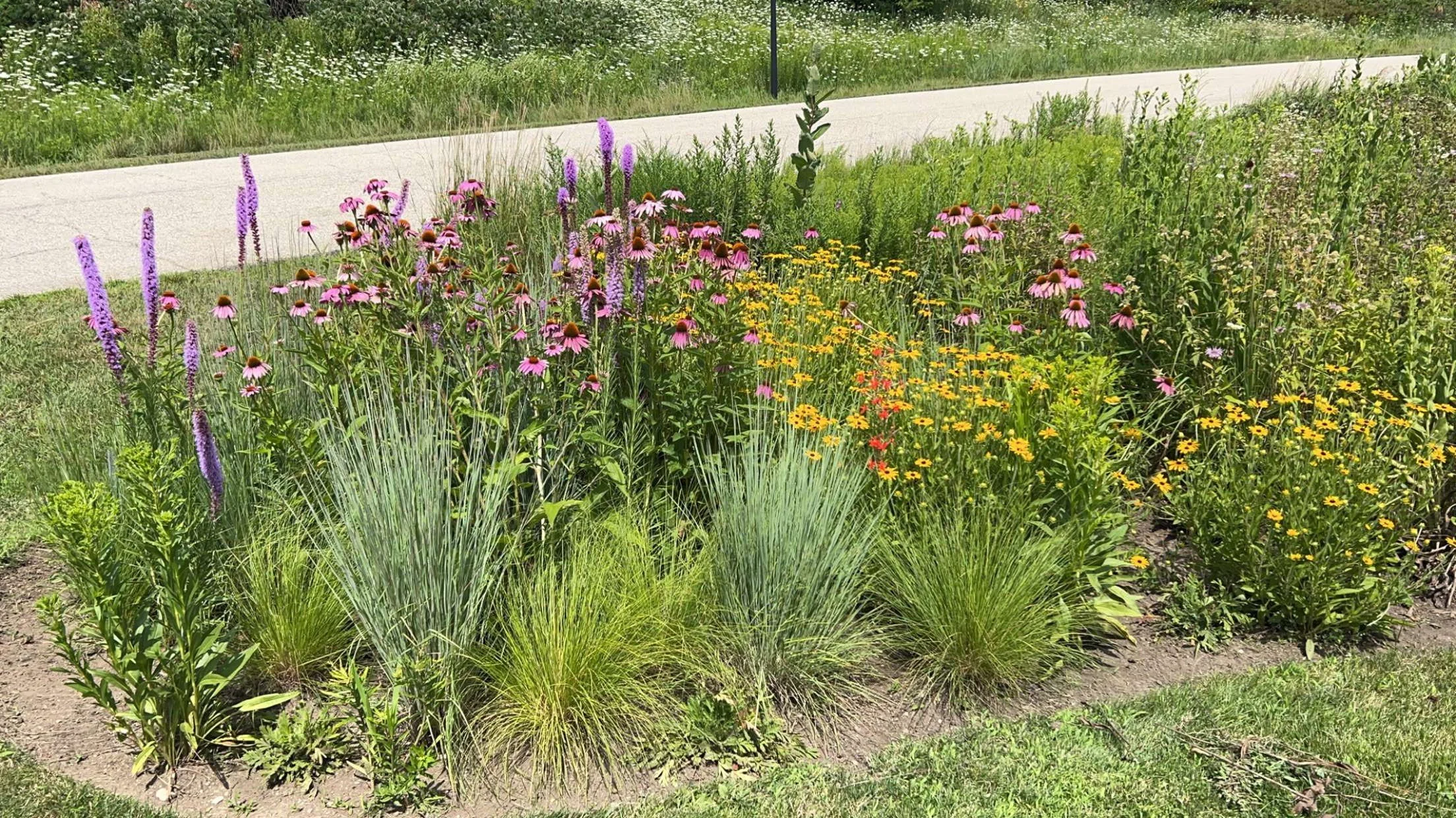 NATIVE PLANT AND SEED INSTALLATION