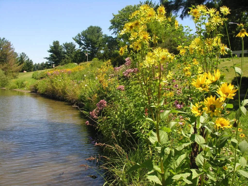 SHORELINE EROSION CONTROL