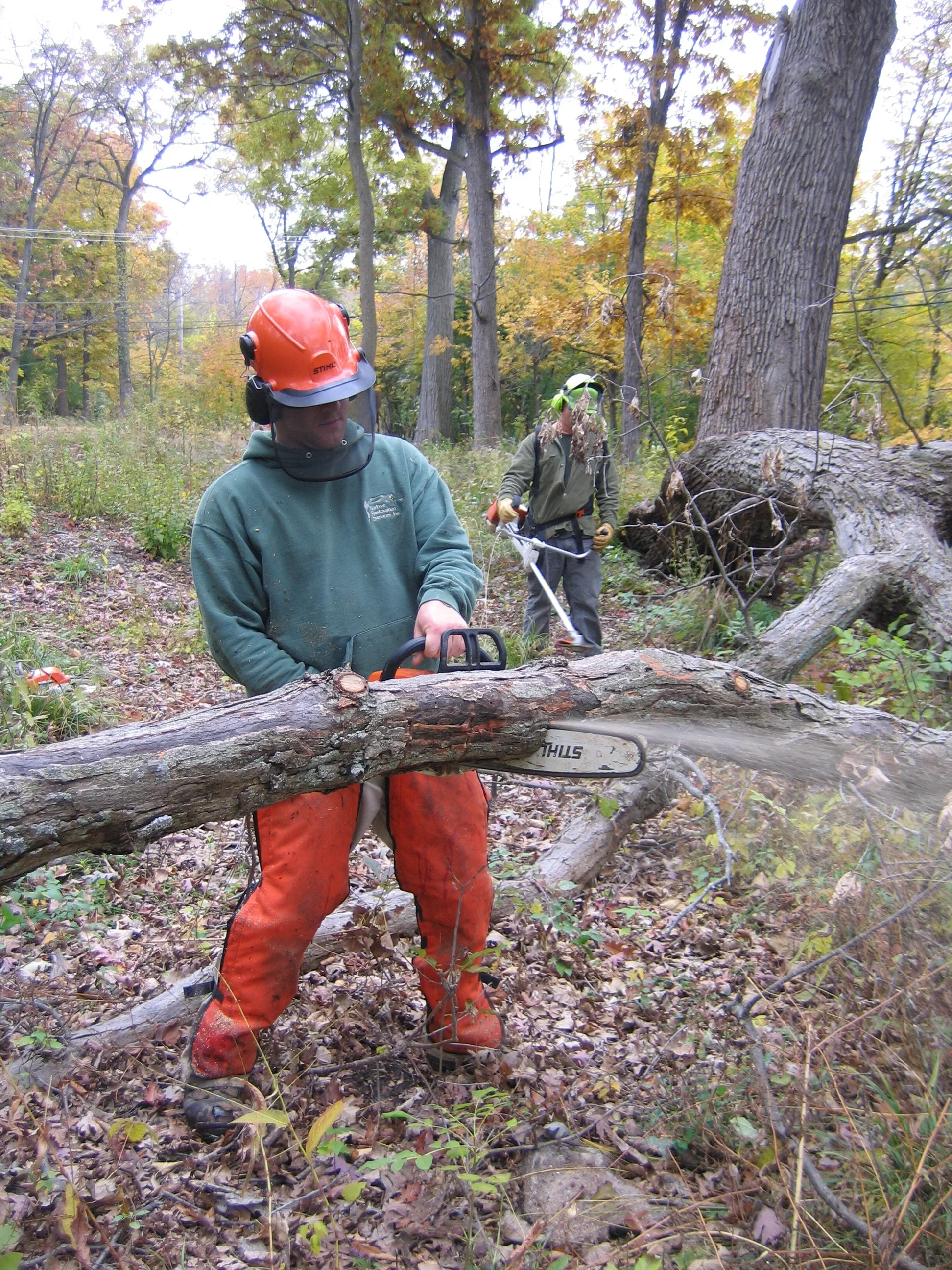 INVASIVE TREE AND SHRUB REMOVAL