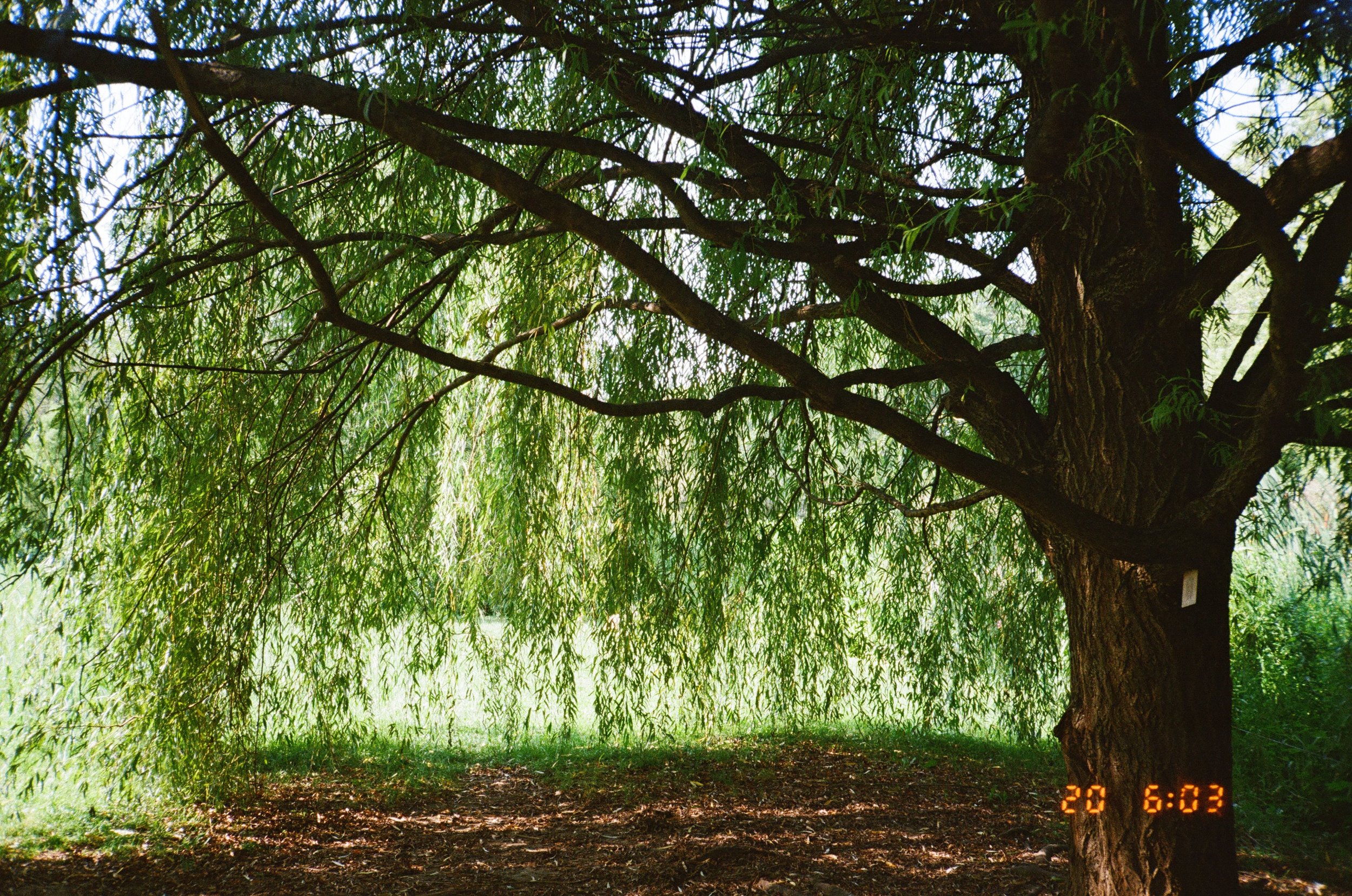 A large tree with a thick trunk and sprawling branches covered in green foliage, casting shade on the ground beneath.