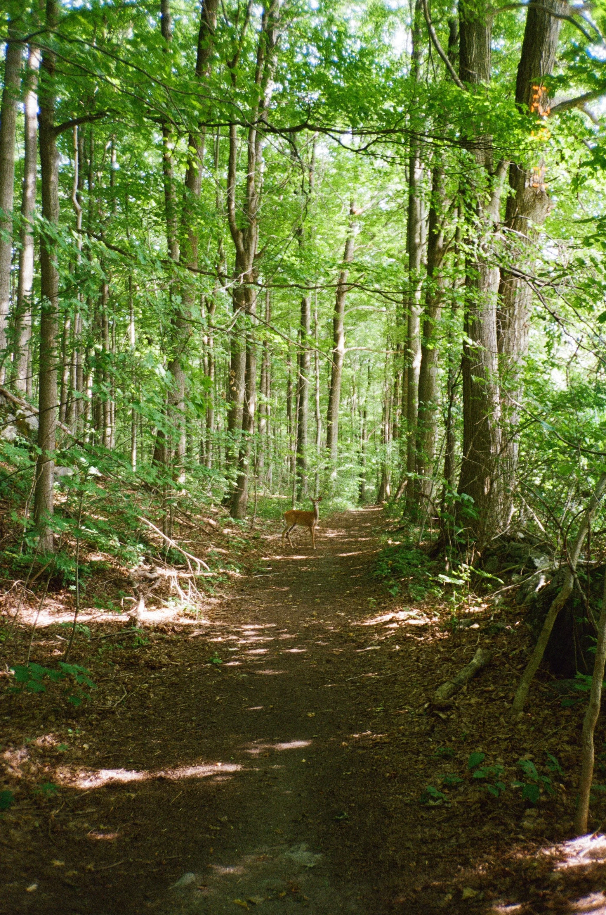 A deer standing on a dirt path in a lush green forest with tall trees and sunlight filtering through the leaves.